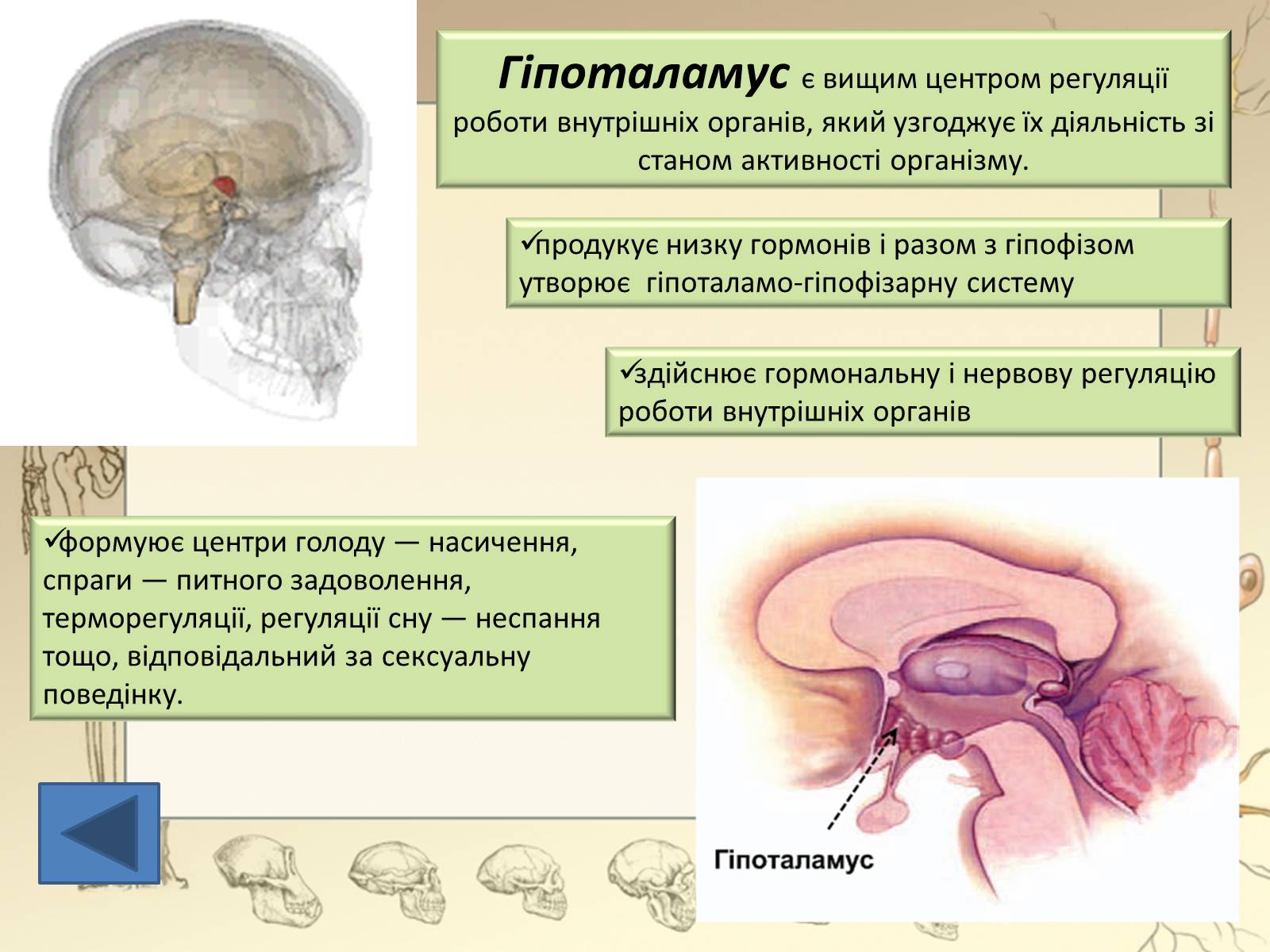 Презентація на тему «Будова і функції головного мозку. Загальна характеристика» - Слайд #30 Презентація на тему «Будова і функції головного мозку. Загальна характеристика» - Слайд #30