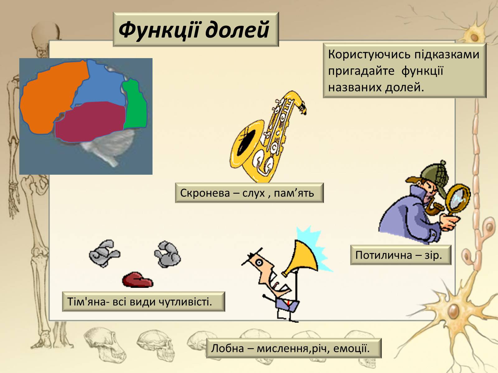 Презентація на тему «Будова і функції головного мозку. Загальна характеристика» - Слайд #33 Презентація на тему «Будова і функції головного мозку. Загальна характеристика» - Слайд #33