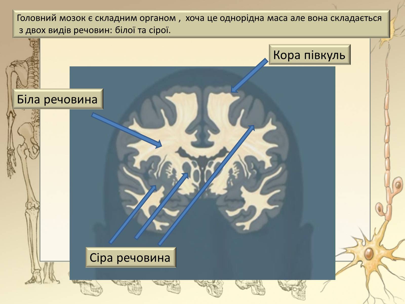 Презентація на тему «Будова і функції головного мозку. Загальна характеристика» - Слайд #36 Презентація на тему «Будова і функції головного мозку. Загальна характеристика» - Слайд #36