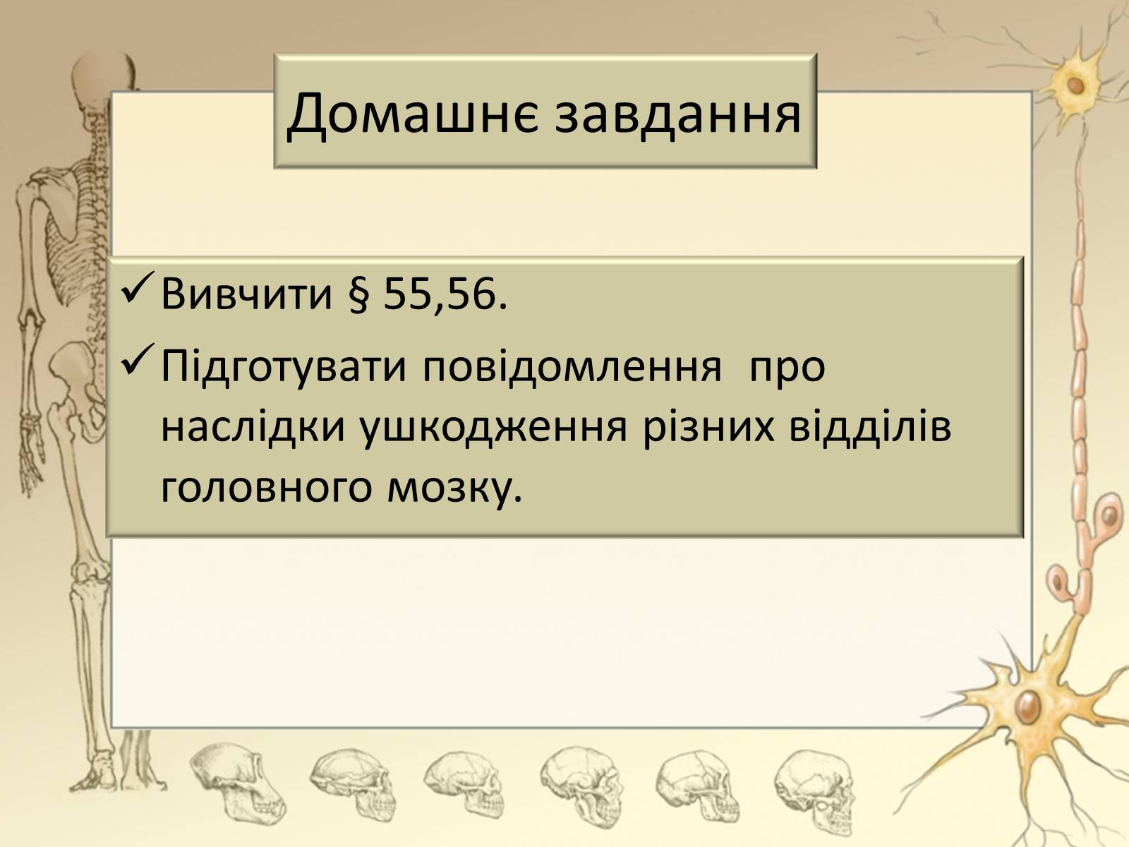Презентація на тему «Будова і функції головного мозку. Загальна характеристика» - Слайд #38 Презентація на тему «Будова і функції головного мозку. Загальна характеристика» - Слайд #38