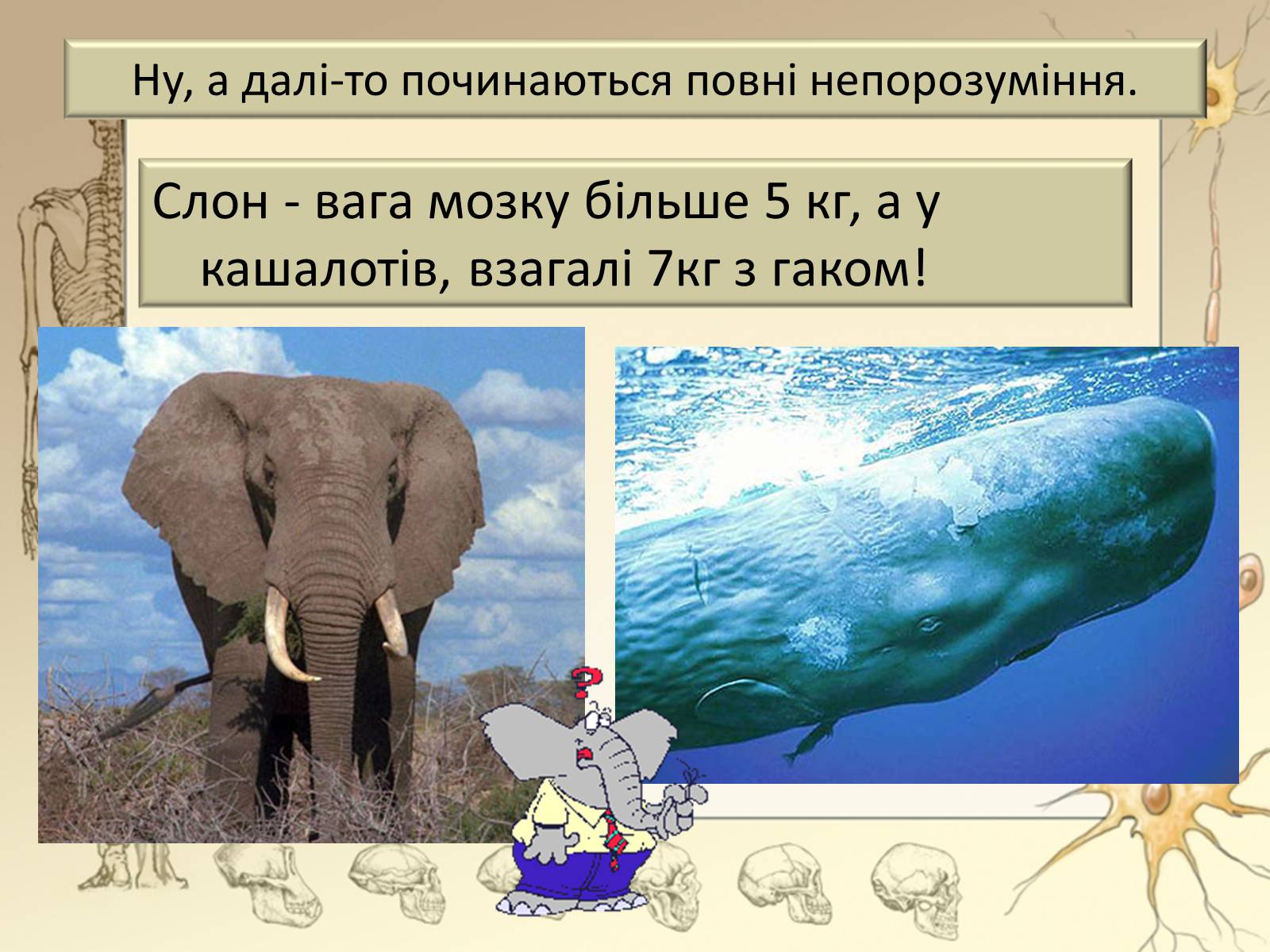 Презентація на тему «Будова і функції головного мозку. Загальна характеристика» - Слайд #6 Презентація на тему «Будова і функції головного мозку. Загальна характеристика» - Слайд #6