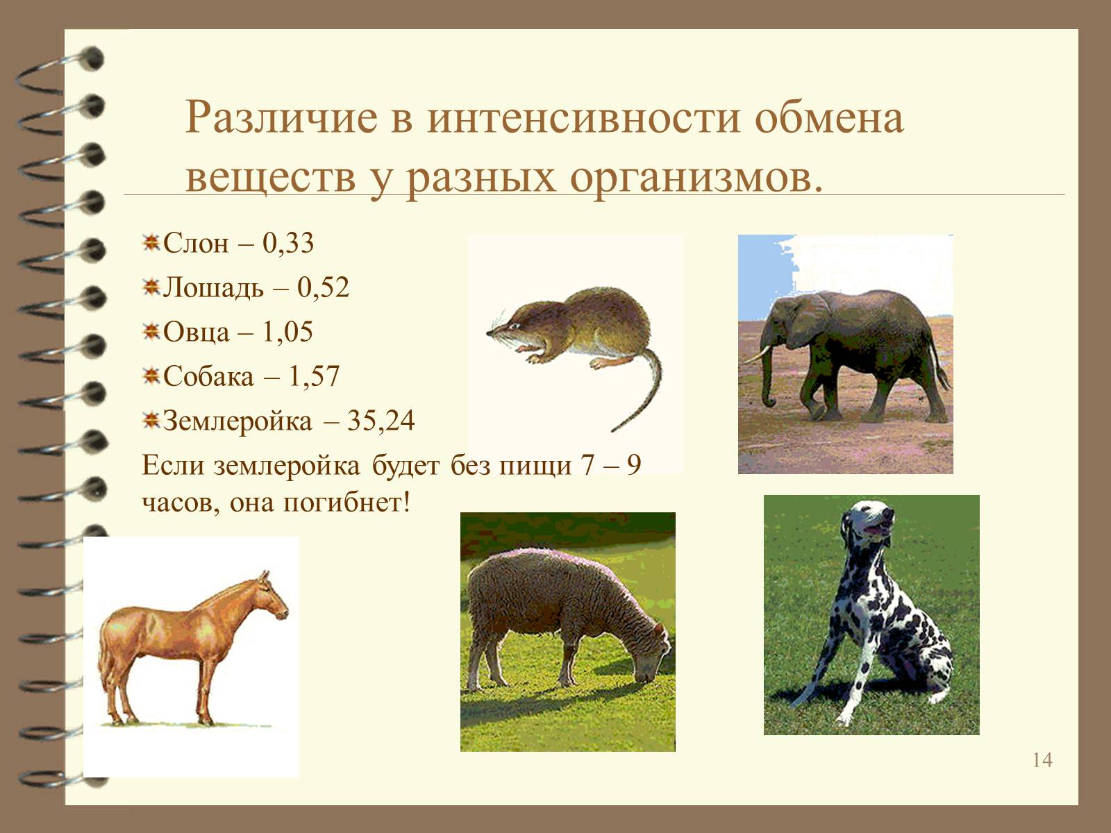 Презентація на тему «Метаболизм» - Слайд #14 Презентація на тему «Метаболизм» - Слайд #14