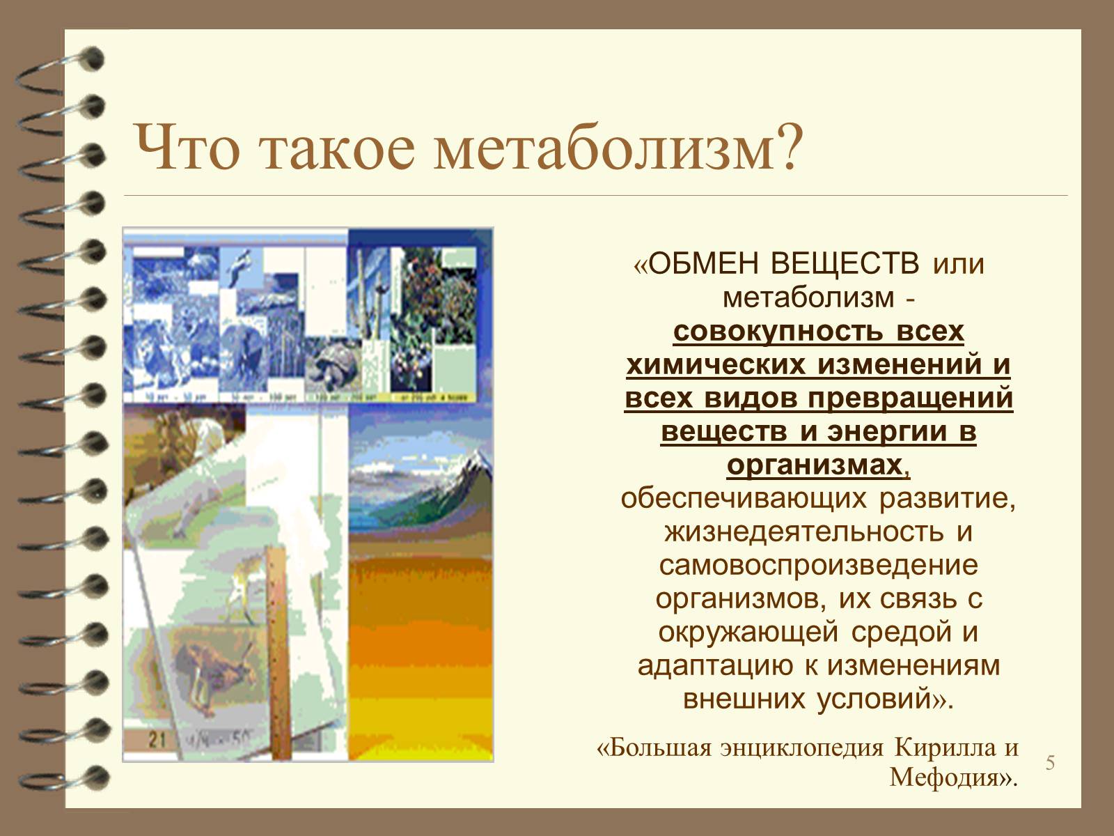 Презентація на тему «Метаболизм» - Слайд #5 Презентація на тему «Метаболизм» - Слайд #5
