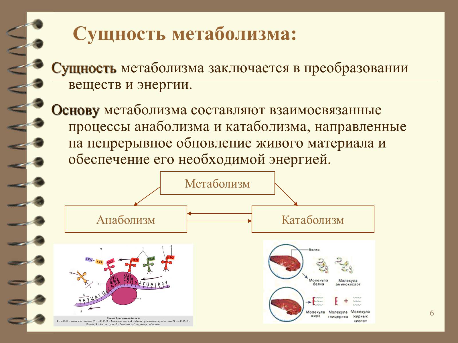 Презентація на тему «Метаболизм» - Слайд #6 Презентація на тему «Метаболизм» - Слайд #6