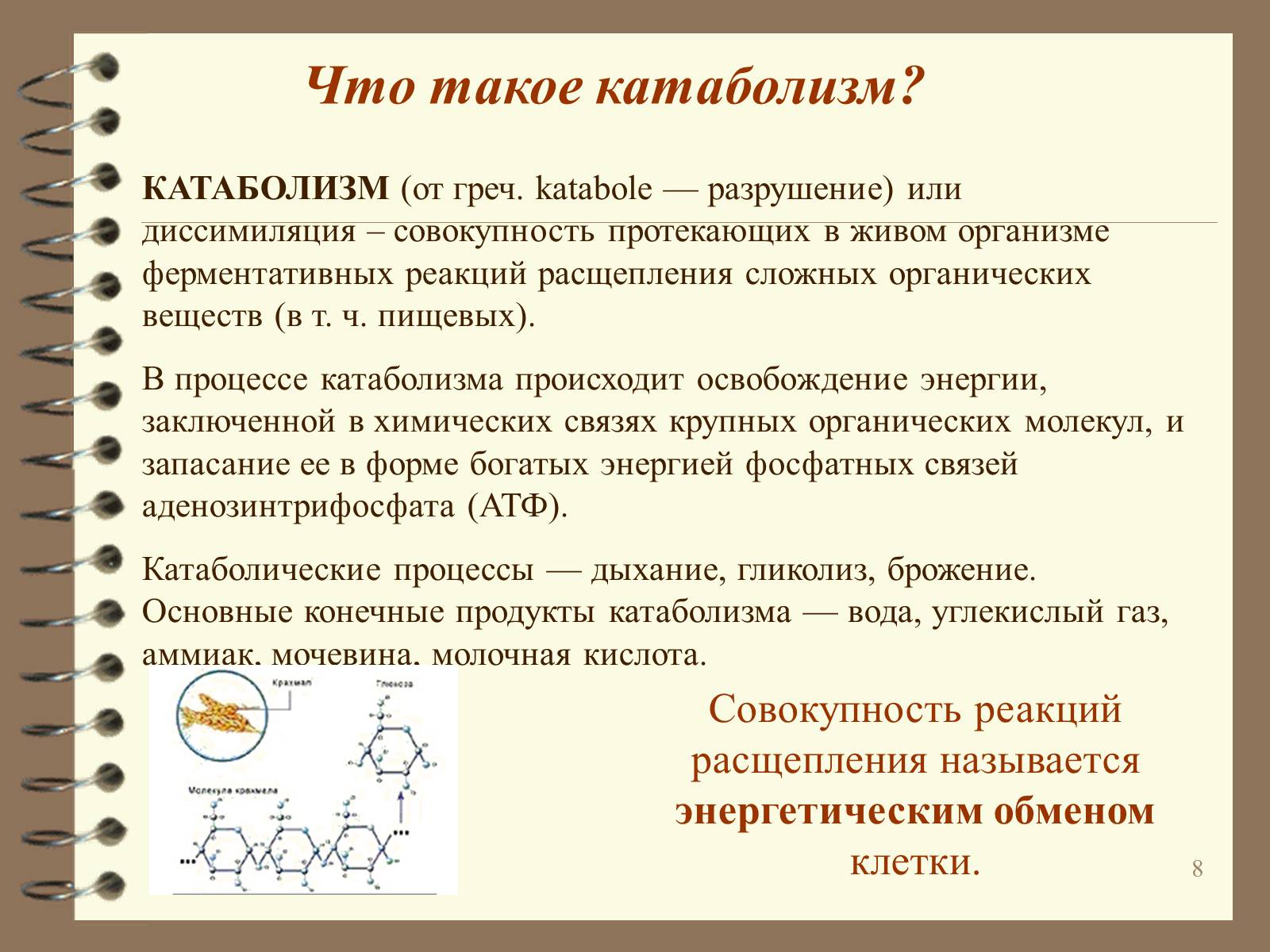 Презентація на тему «Метаболизм» - Слайд #8 Презентація на тему «Метаболизм» - Слайд #8