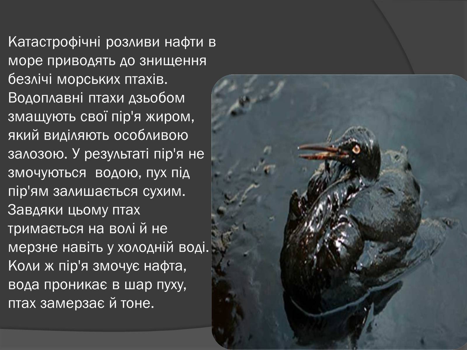Презентація на тему «Екологічні проблеми, пов’язані з використанням теплових машин і двигунів» - Слайд #12 Презентація на тему «Екологічні проблеми, пов’язані з використанням теплових машин і двигунів» - Слайд #12