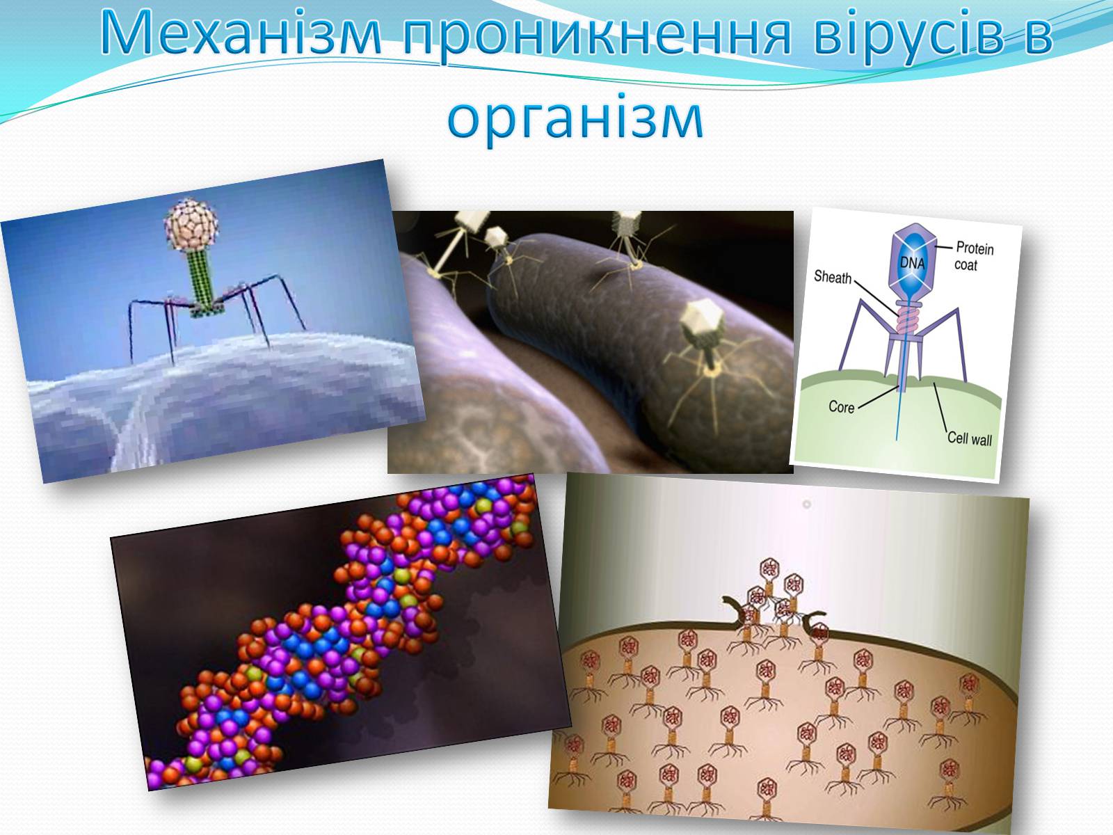 Презентація на тему «Неклітинні форми життя: віруси» - Слайд #12 Презентація на тему «Неклітинні форми життя: віруси» - Слайд #12