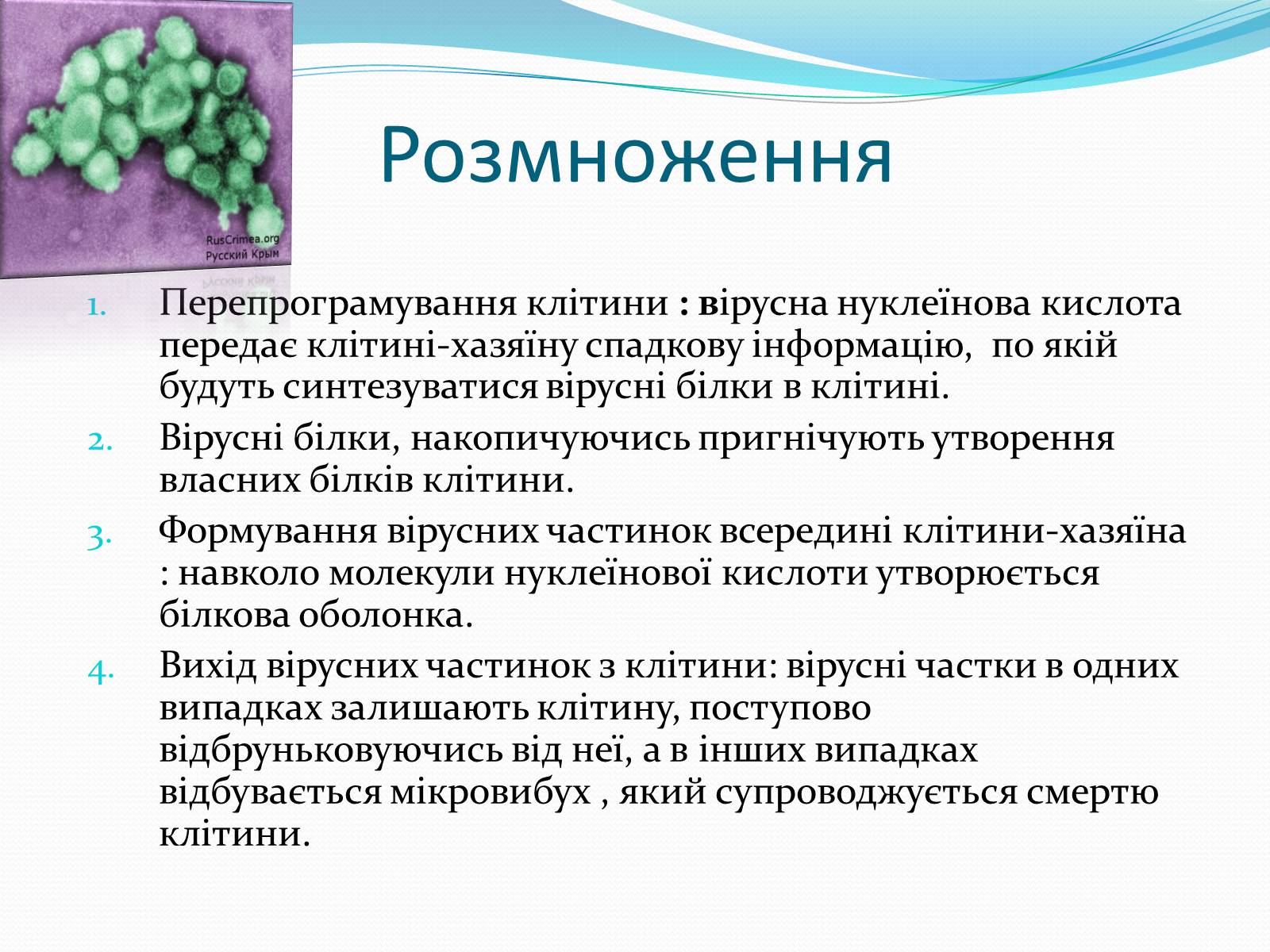 Презентація на тему «Неклітинні форми життя: віруси» - Слайд #13 Презентація на тему «Неклітинні форми життя: віруси» - Слайд #13