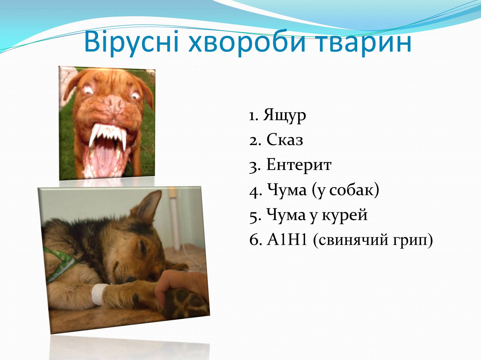Презентація на тему «Неклітинні форми життя: віруси» - Слайд #15 Презентація на тему «Неклітинні форми життя: віруси» - Слайд #15