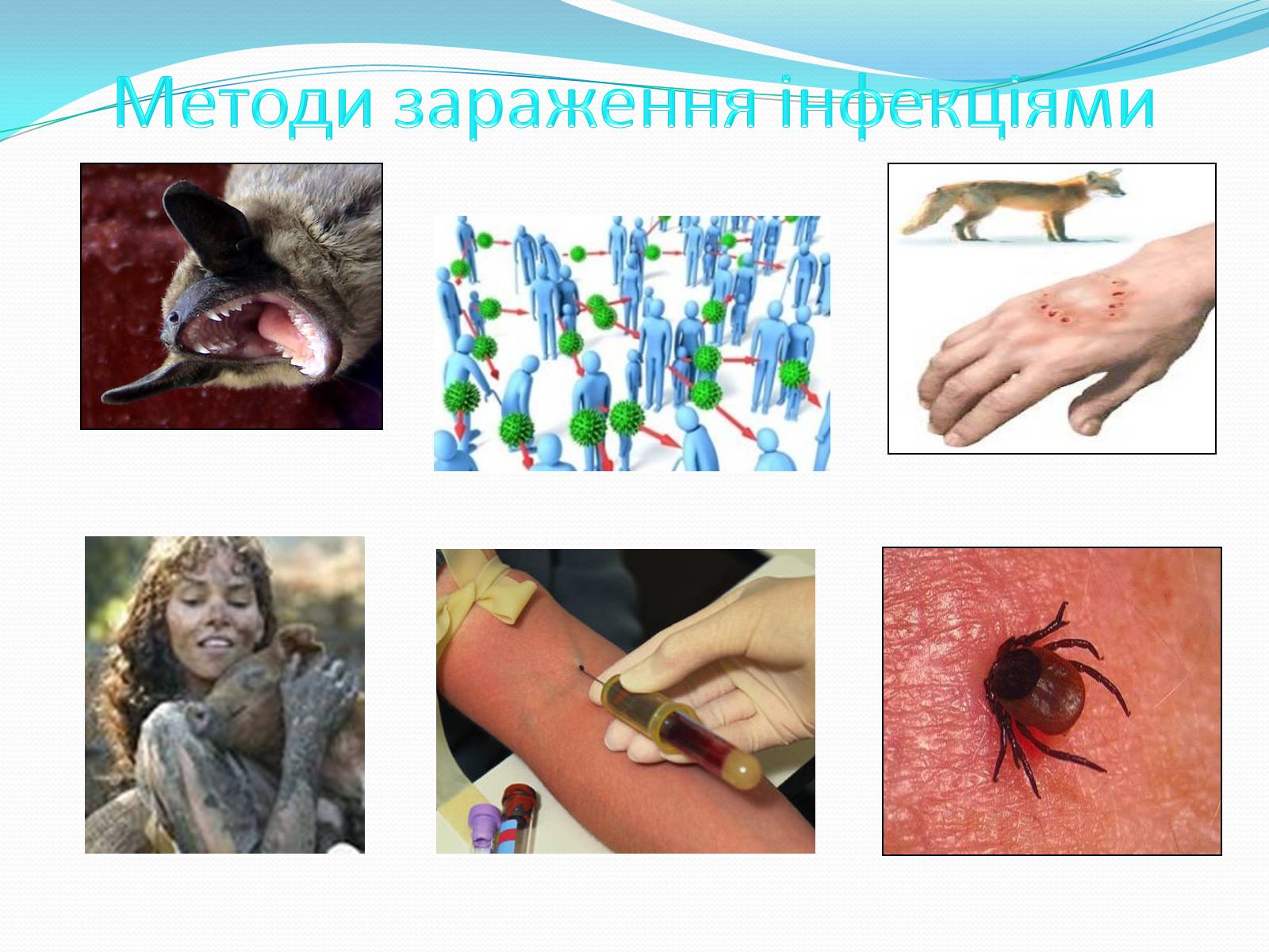 Презентація на тему «Неклітинні форми життя: віруси» - Слайд #7 Презентація на тему «Неклітинні форми життя: віруси» - Слайд #7