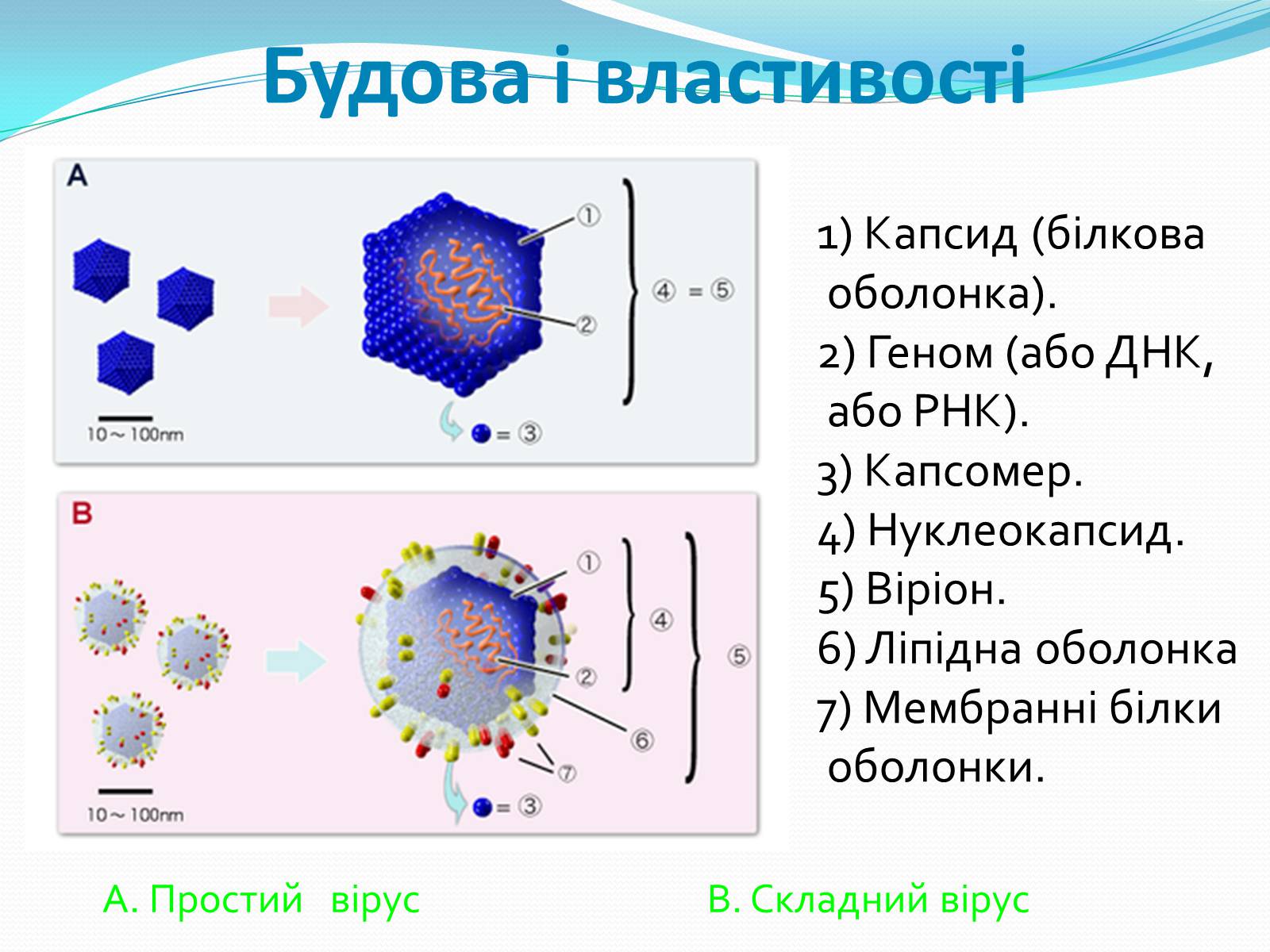 Презентація на тему «Неклітинні форми життя: віруси» - Слайд #9 Презентація на тему «Неклітинні форми життя: віруси» - Слайд #9