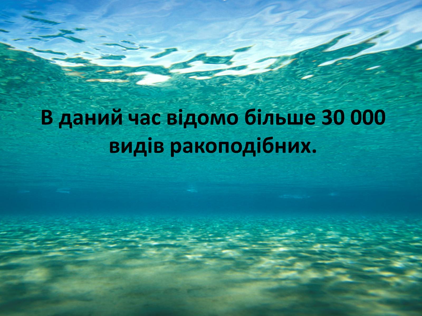 Презентація на тему «Різноманітність ракоподібних» (варіант 1) - Слайд #4 Презентація на тему «Різноманітність ракоподібних» (варіант 1) - Слайд #4