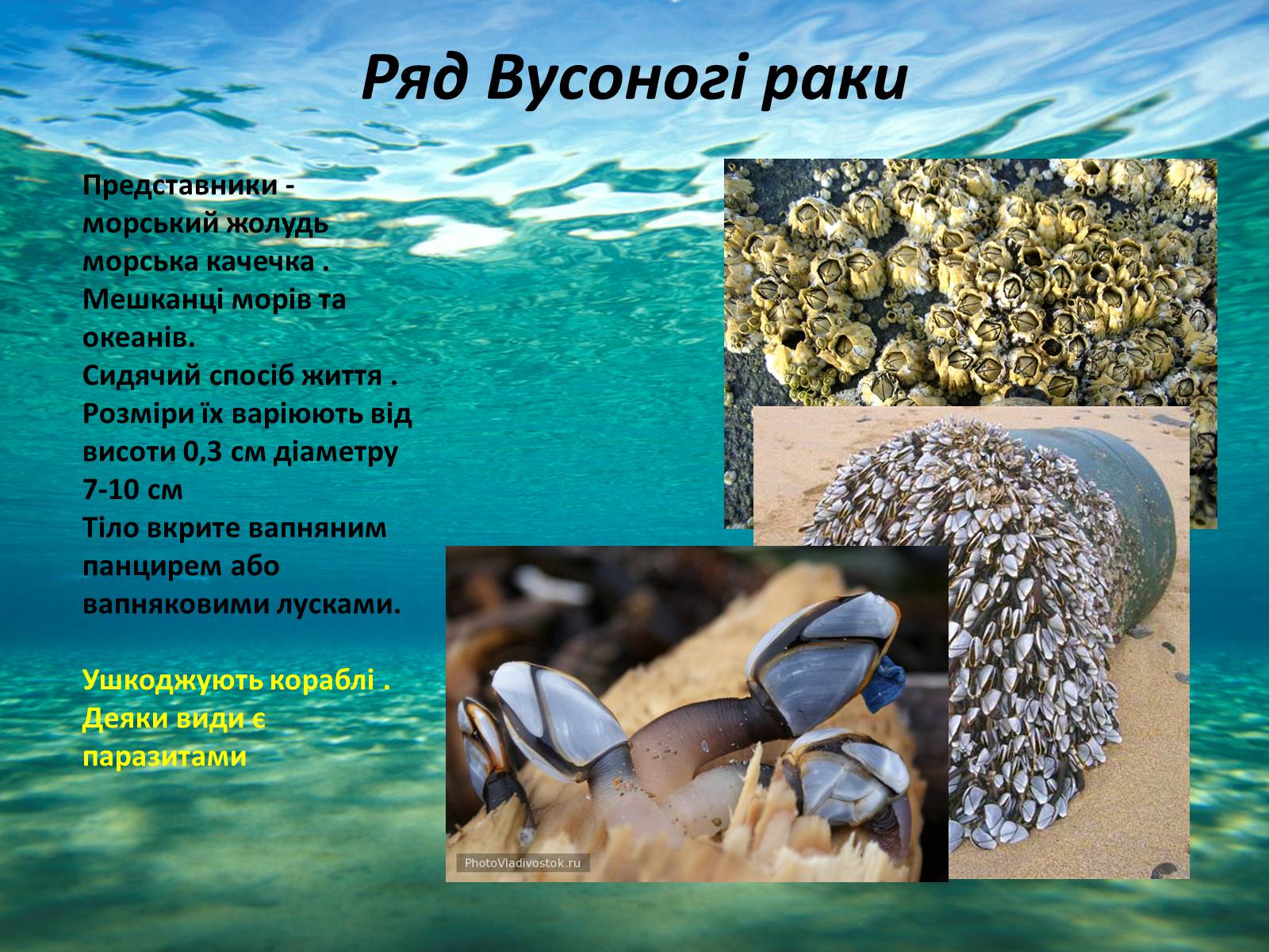 Презентація на тему «Різноманітність ракоподібних» (варіант 1) - Слайд #8 Презентація на тему «Різноманітність ракоподібних» (варіант 1) - Слайд #8