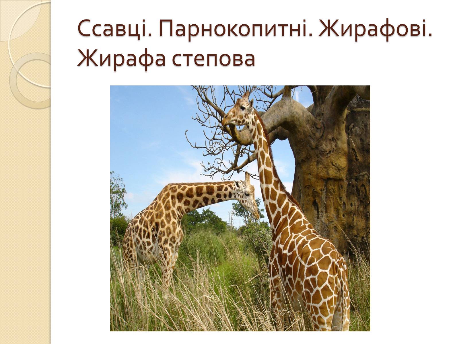 Презентація на тему «Ссавці. Парнокопитні. Жирафові. Жирафа степова» - Слайд #1 Презентація на тему «Ссавці. Парнокопитні. Жирафові. Жирафа степова» - Слайд #1