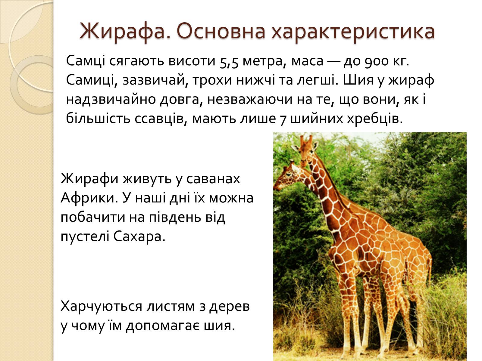 Презентація на тему «Ссавці. Парнокопитні. Жирафові. Жирафа степова» - Слайд #2 Презентація на тему «Ссавці. Парнокопитні. Жирафові. Жирафа степова» - Слайд #2