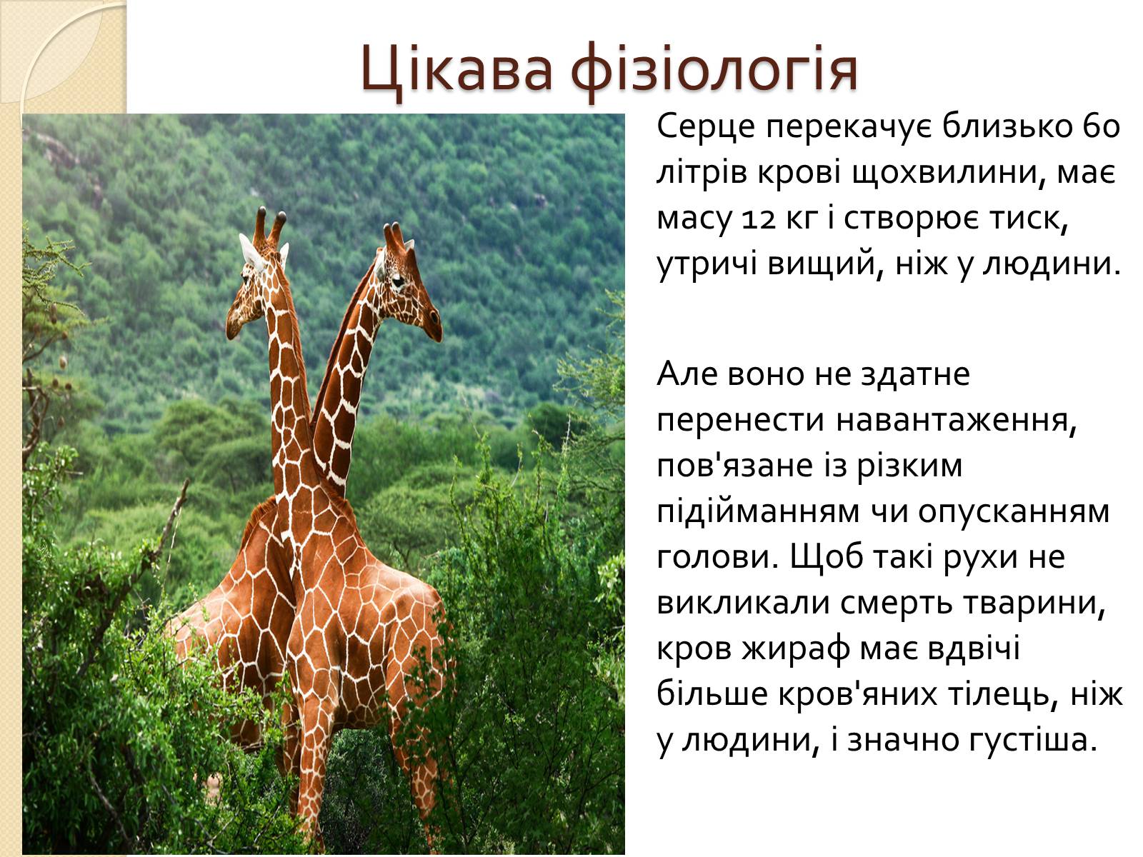 Презентація на тему «Ссавці. Парнокопитні. Жирафові. Жирафа степова» - Слайд #3 Презентація на тему «Ссавці. Парнокопитні. Жирафові. Жирафа степова» - Слайд #3