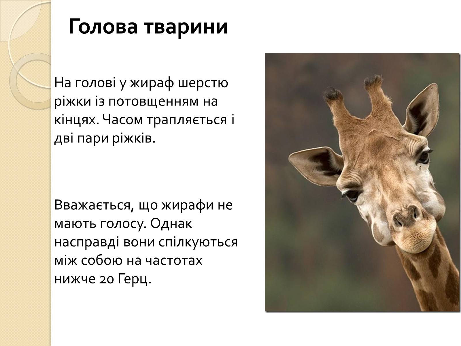 Презентація на тему «Ссавці. Парнокопитні. Жирафові. Жирафа степова» - Слайд #5 Презентація на тему «Ссавці. Парнокопитні. Жирафові. Жирафа степова» - Слайд #5