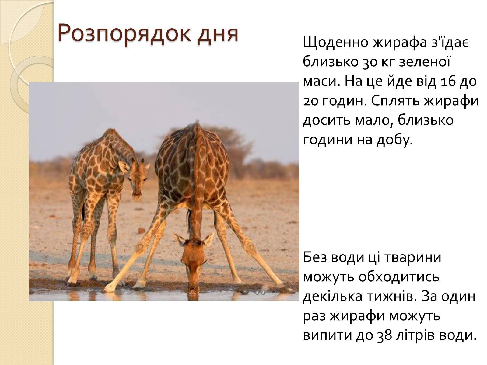 Презентація на тему «Ссавці. Парнокопитні. Жирафові. Жирафа степова» - Слайд #6 Презентація на тему «Ссавці. Парнокопитні. Жирафові. Жирафа степова» - Слайд #6