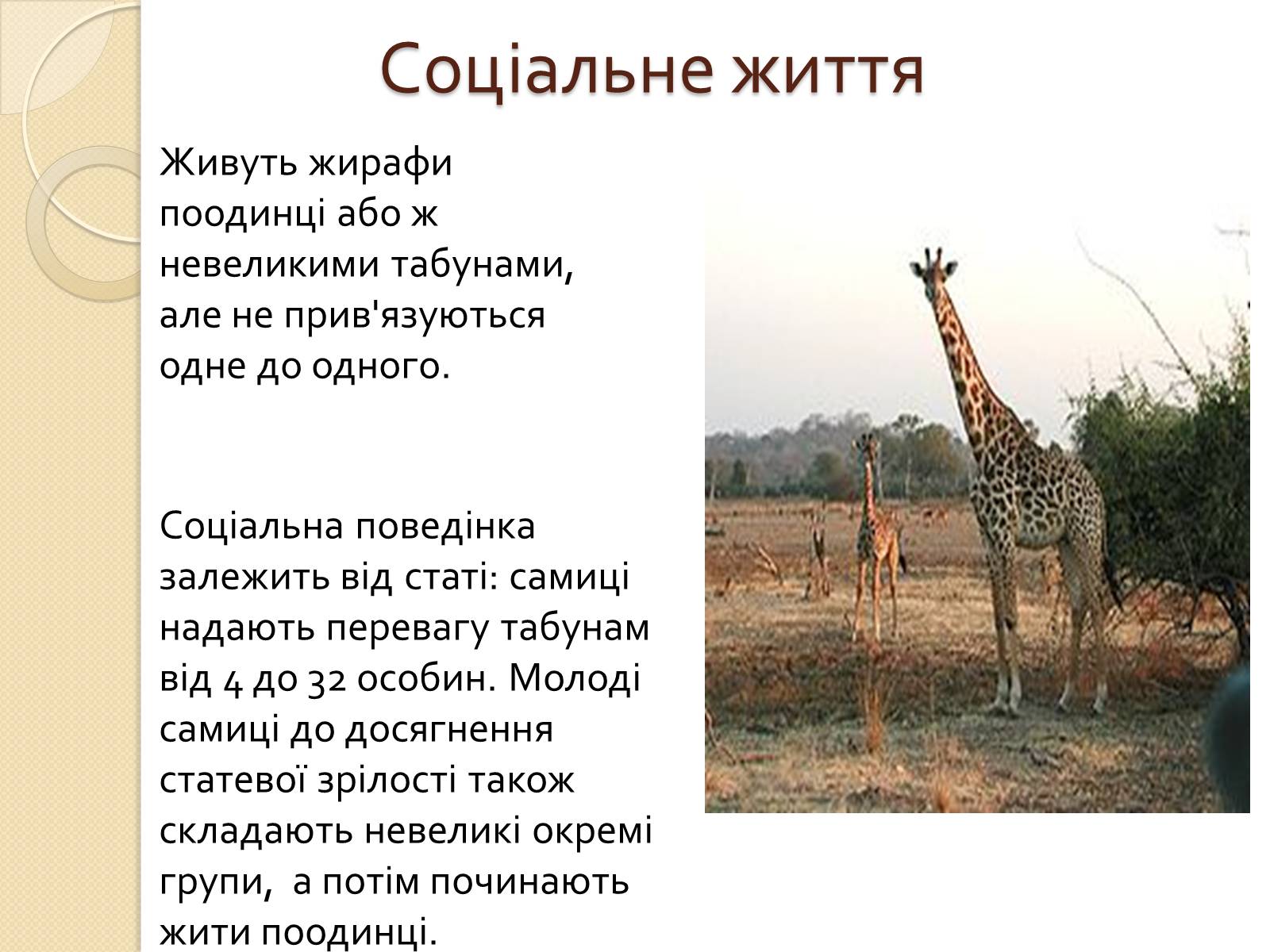 Презентація на тему «Ссавці. Парнокопитні. Жирафові. Жирафа степова» - Слайд #7 Презентація на тему «Ссавці. Парнокопитні. Жирафові. Жирафа степова» - Слайд #7
