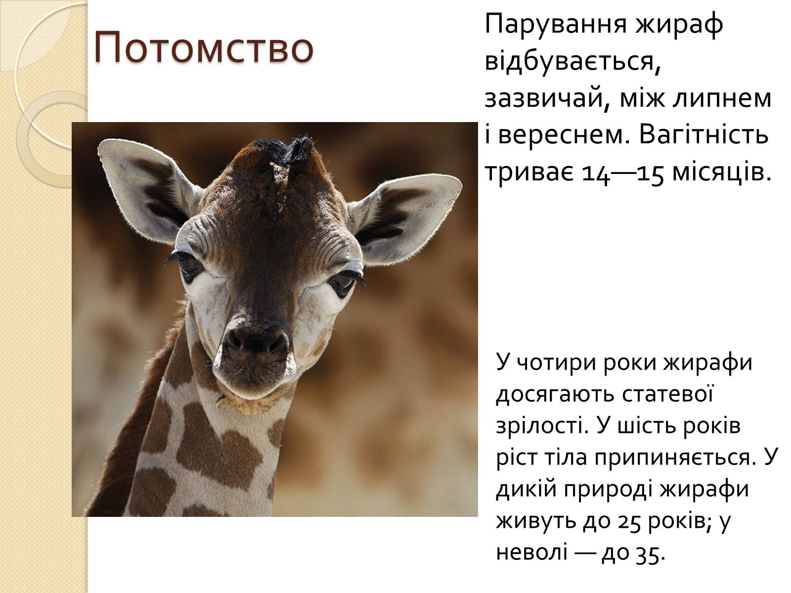 Презентація на тему «Ссавці. Парнокопитні. Жирафові. Жирафа степова» - Слайд #8 Презентація на тему «Ссавці. Парнокопитні. Жирафові. Жирафа степова» - Слайд #8