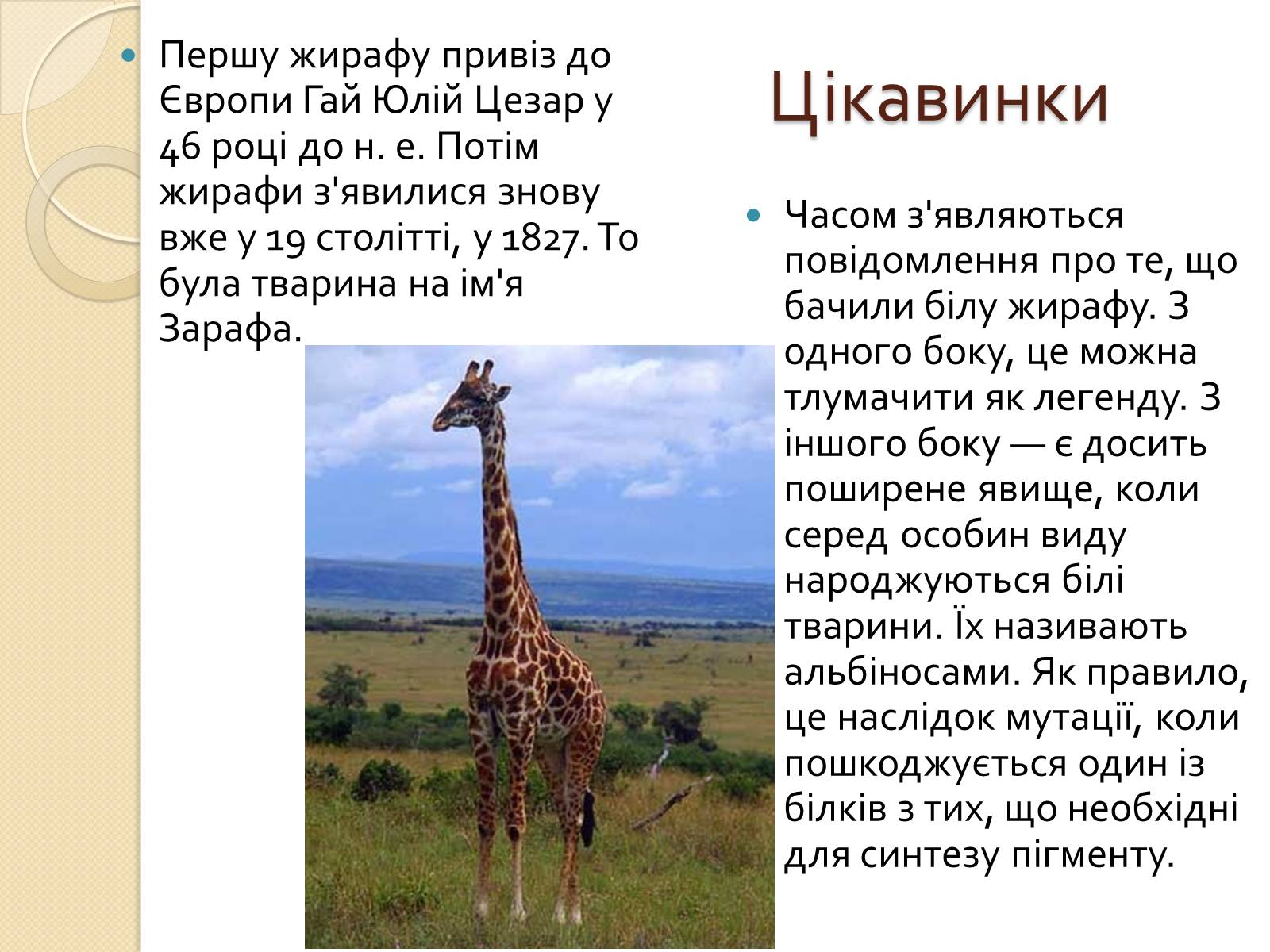 Презентація на тему «Ссавці. Парнокопитні. Жирафові. Жирафа степова» - Слайд #9 Презентація на тему «Ссавці. Парнокопитні. Жирафові. Жирафа степова» - Слайд #9