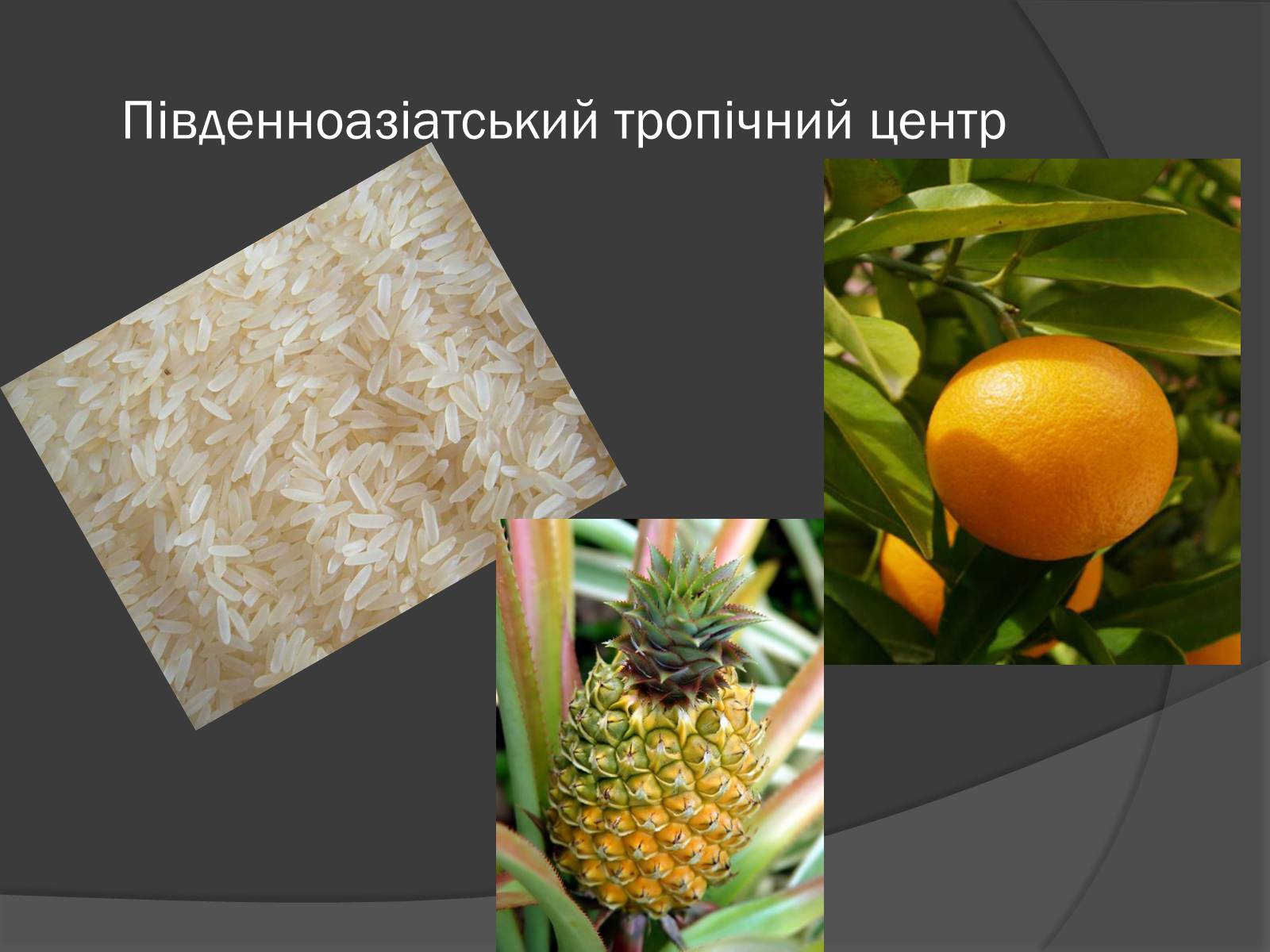Презентація на тему «Центри різноманітності та походження культурних рослин» - Слайд #5 Презентація на тему «Центри різноманітності та походження культурних рослин» - Слайд #5