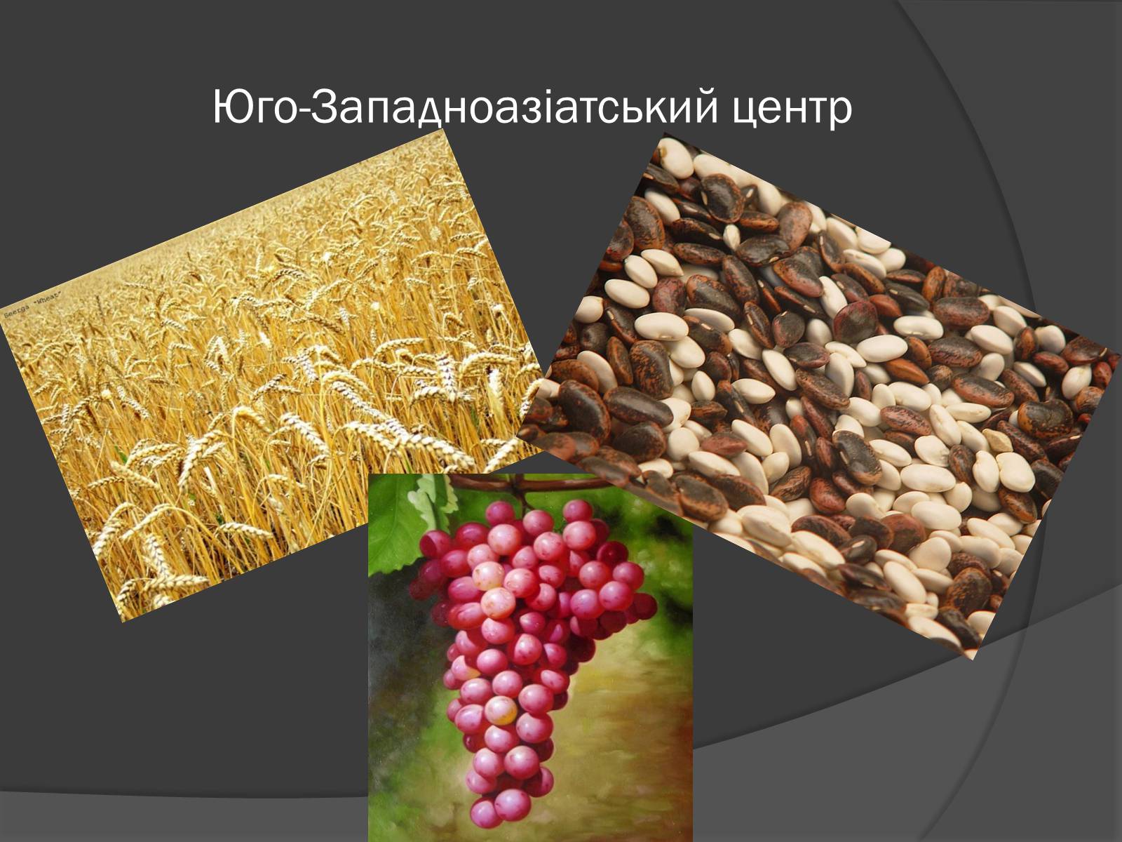 Презентація на тему «Центри різноманітності та походження культурних рослин» - Слайд #7 Презентація на тему «Центри різноманітності та походження культурних рослин» - Слайд #7