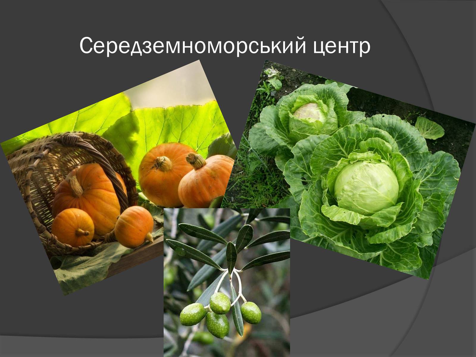 Презентація на тему «Центри різноманітності та походження культурних рослин» - Слайд #8 Презентація на тему «Центри різноманітності та походження культурних рослин» - Слайд #8