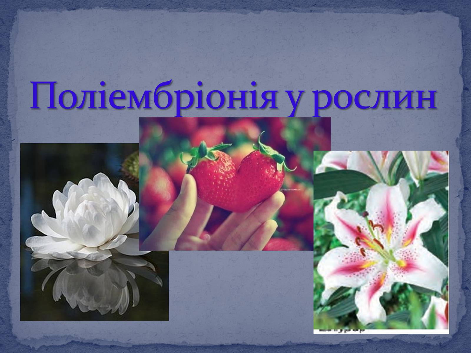 Презентація на тему «Поліембріонія» - Слайд #12 Презентація на тему «Поліембріонія» - Слайд #12