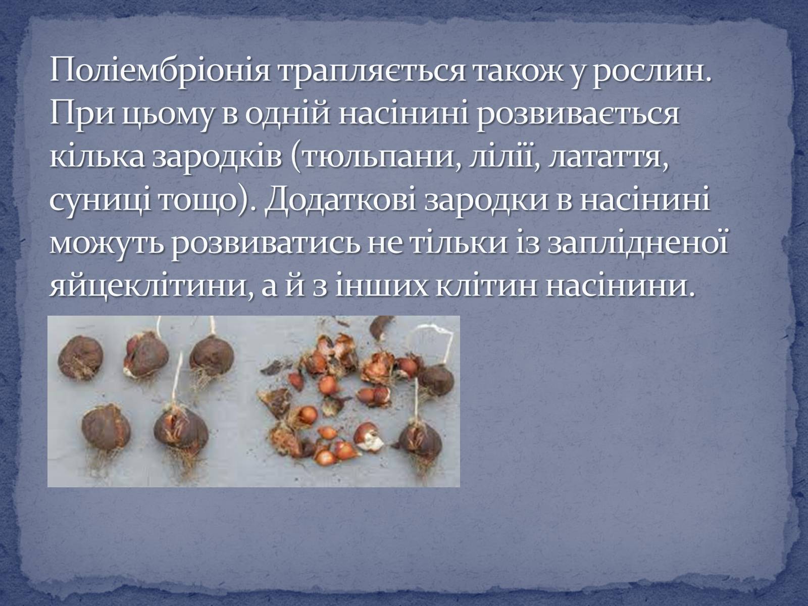 Презентація на тему «Поліембріонія» - Слайд #13 Презентація на тему «Поліембріонія» - Слайд #13