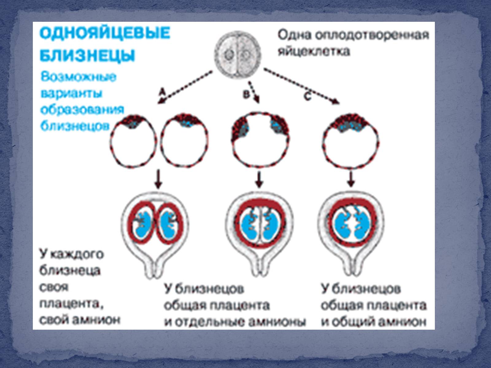 Презентація на тему «Поліембріонія» - Слайд #6 Презентація на тему «Поліембріонія» - Слайд #6