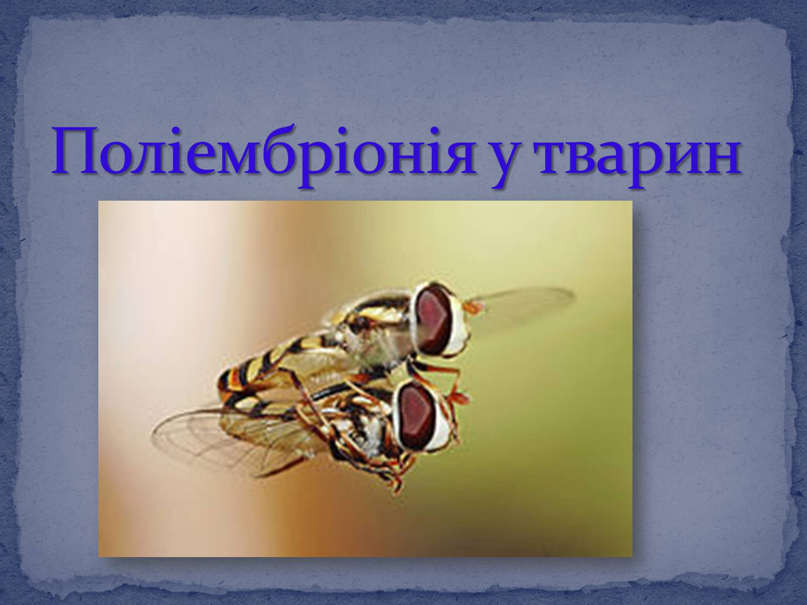 Презентація на тему «Поліембріонія» - Слайд #8 Презентація на тему «Поліембріонія» - Слайд #8