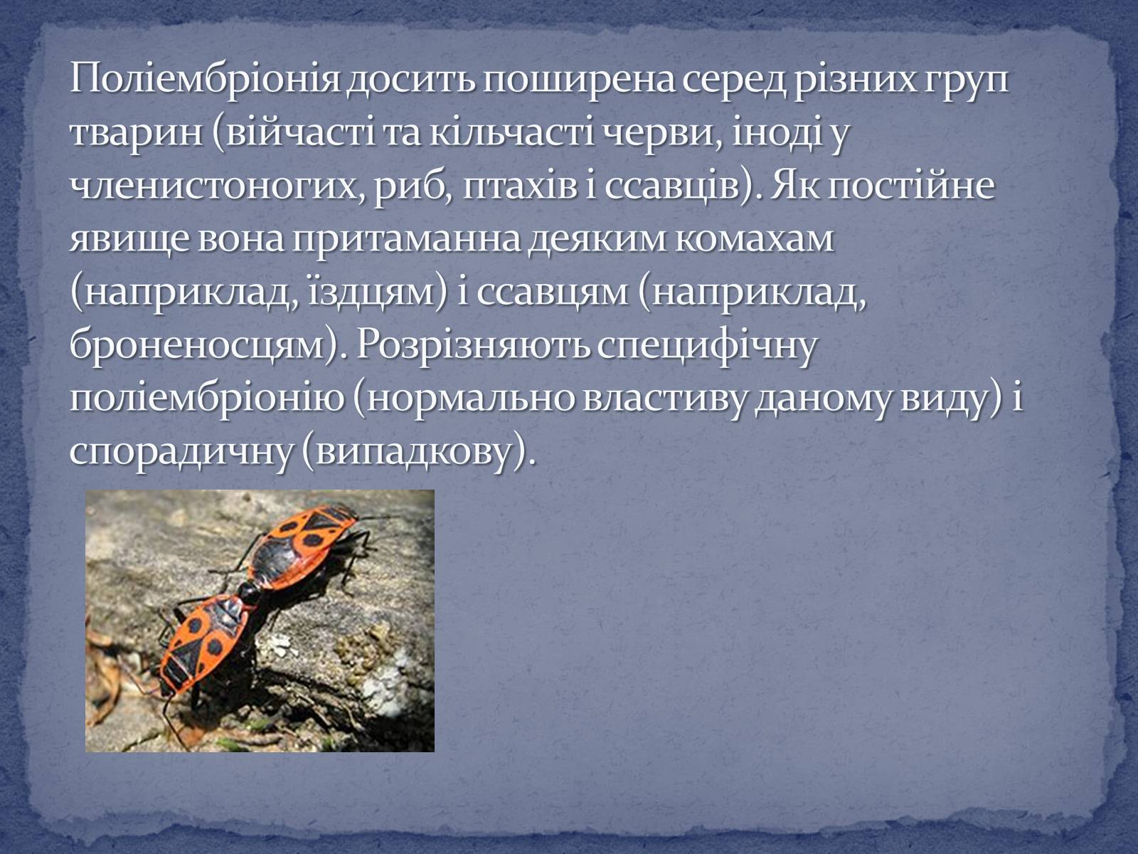 Презентація на тему «Поліембріонія» - Слайд #9 Презентація на тему «Поліембріонія» - Слайд #9