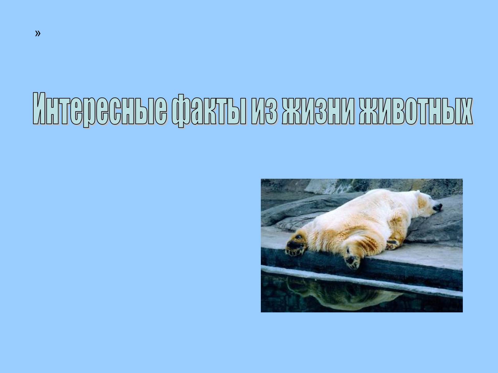 Презентація на тему «Интересные факты из жизни животных» - Слайд #1 Презентація на тему «Интересные факты из жизни животных» - Слайд #1