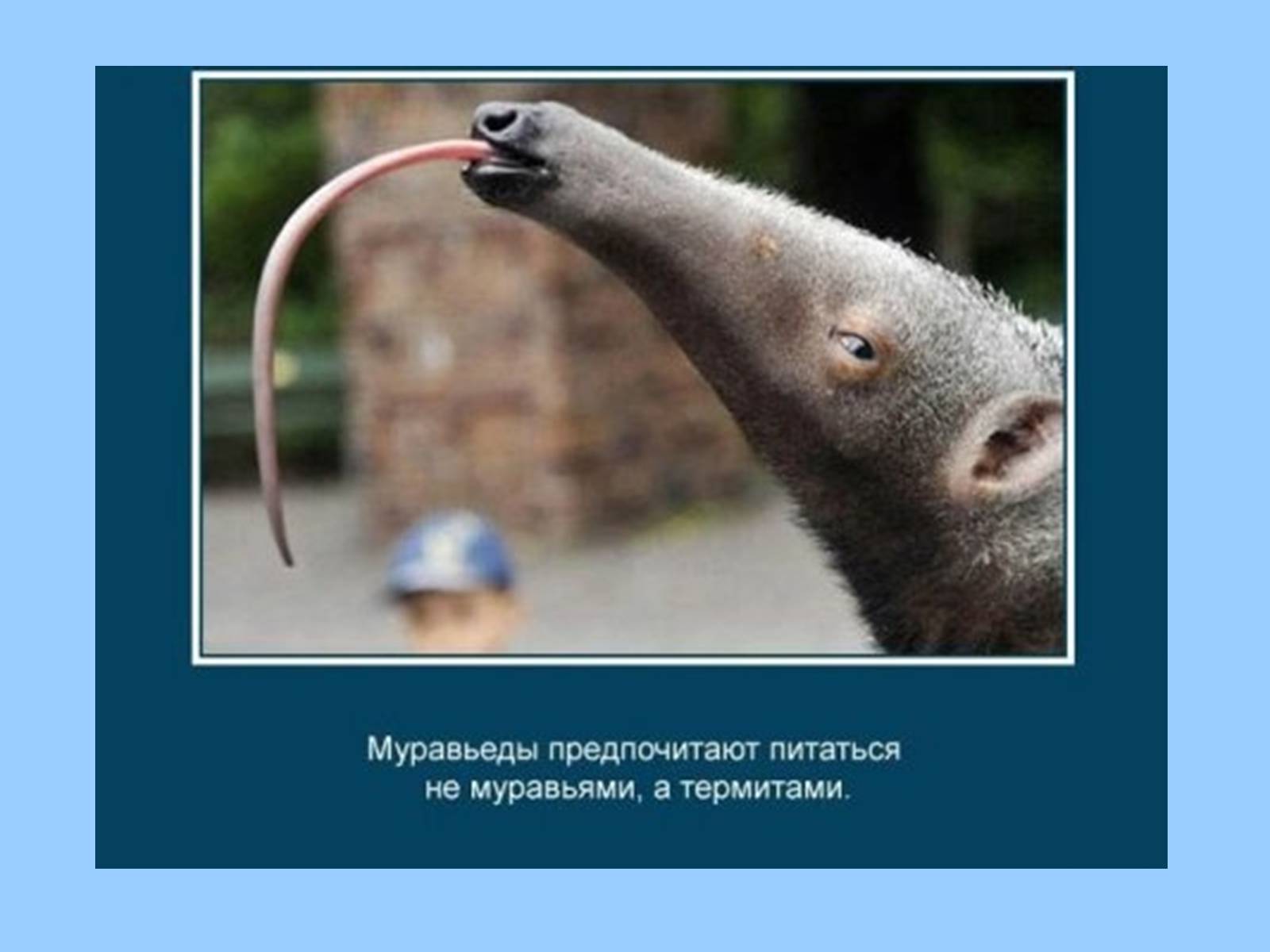 Презентація на тему «Интересные факты из жизни животных» - Слайд #10 Презентація на тему «Интересные факты из жизни животных» - Слайд #10