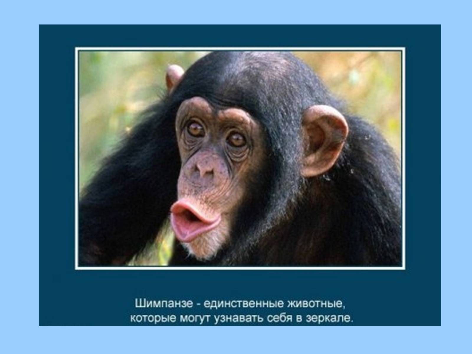 Презентація на тему «Интересные факты из жизни животных» - Слайд #14 Презентація на тему «Интересные факты из жизни животных» - Слайд #14