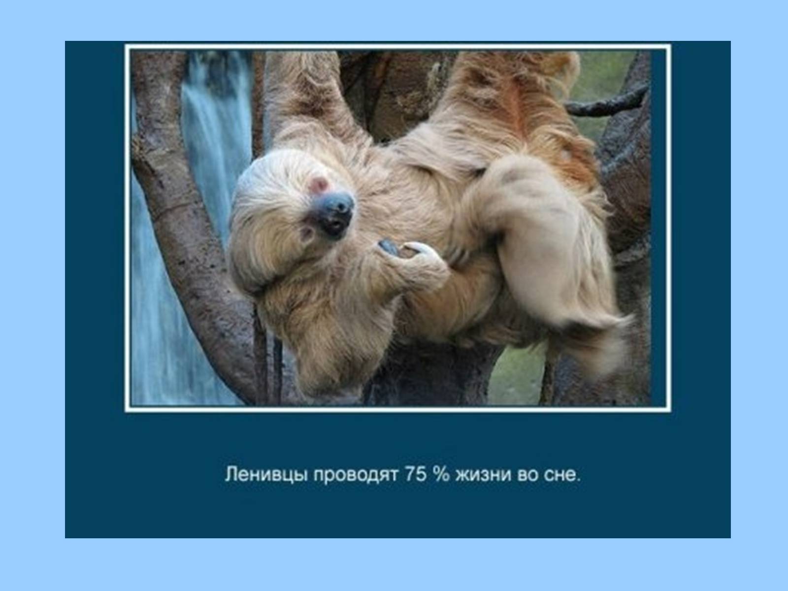Презентація на тему «Интересные факты из жизни животных» - Слайд #16 Презентація на тему «Интересные факты из жизни животных» - Слайд #16