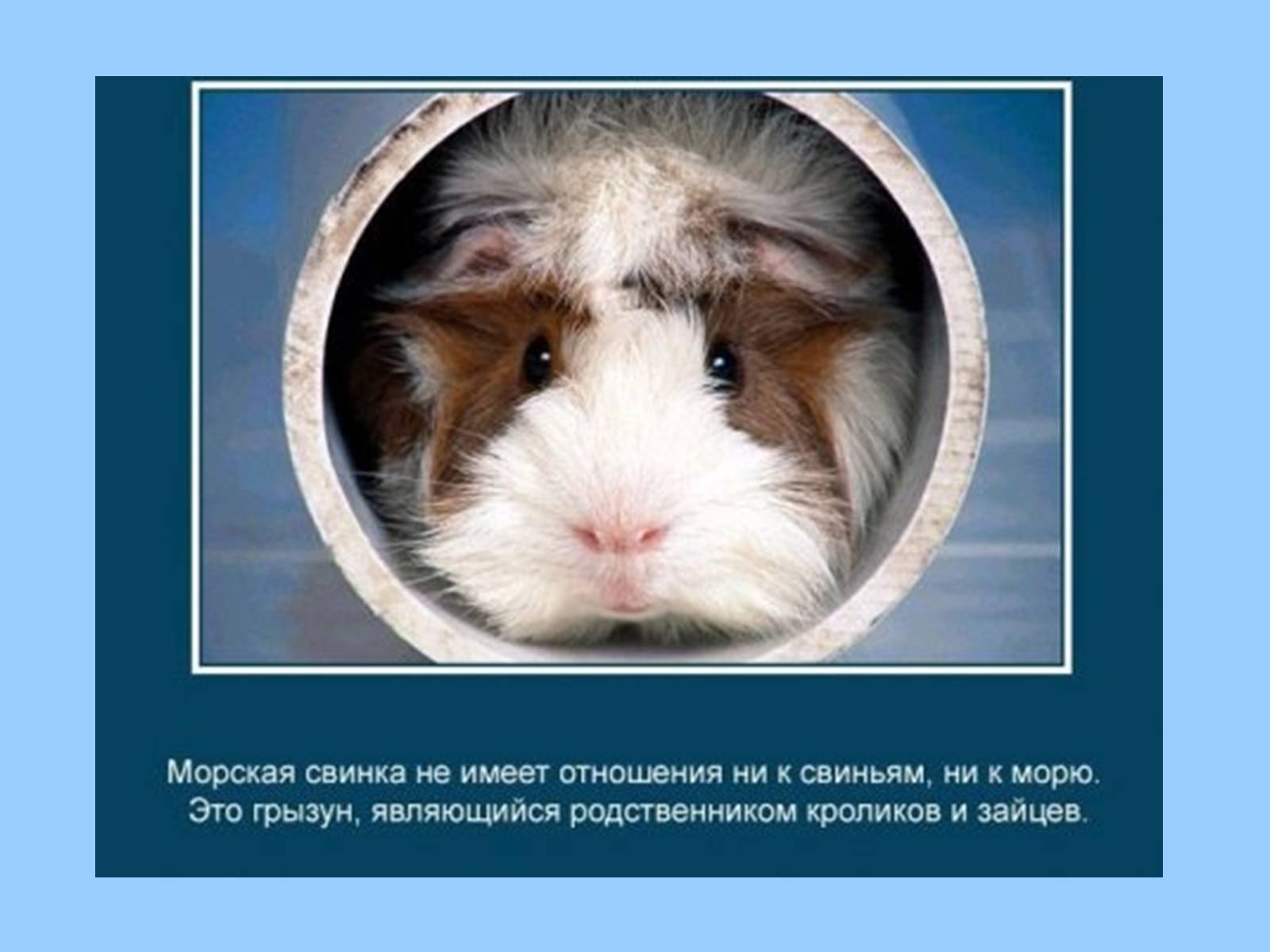 Презентація на тему «Интересные факты из жизни животных» - Слайд #17 Презентація на тему «Интересные факты из жизни животных» - Слайд #17