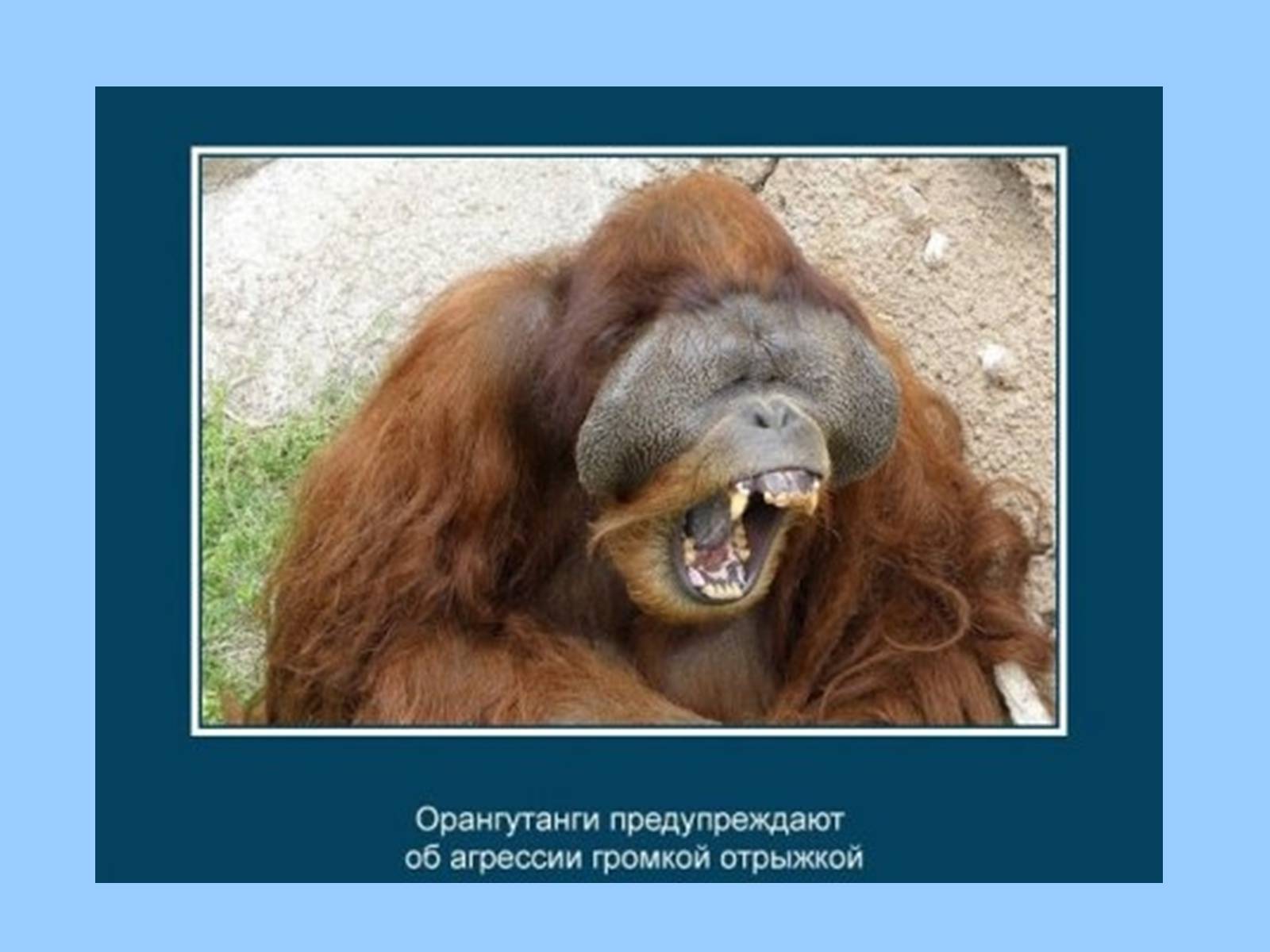 Презентація на тему «Интересные факты из жизни животных» - Слайд #18 Презентація на тему «Интересные факты из жизни животных» - Слайд #18