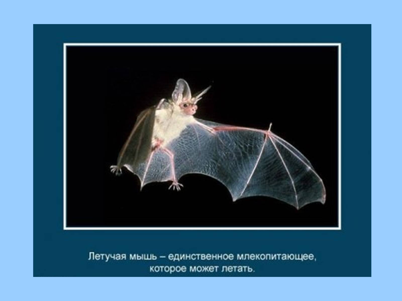 Презентація на тему «Интересные факты из жизни животных» - Слайд #19 Презентація на тему «Интересные факты из жизни животных» - Слайд #19