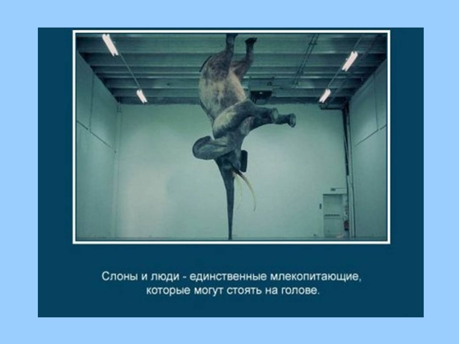 Презентація на тему «Интересные факты из жизни животных» - Слайд #2 Презентація на тему «Интересные факты из жизни животных» - Слайд #2