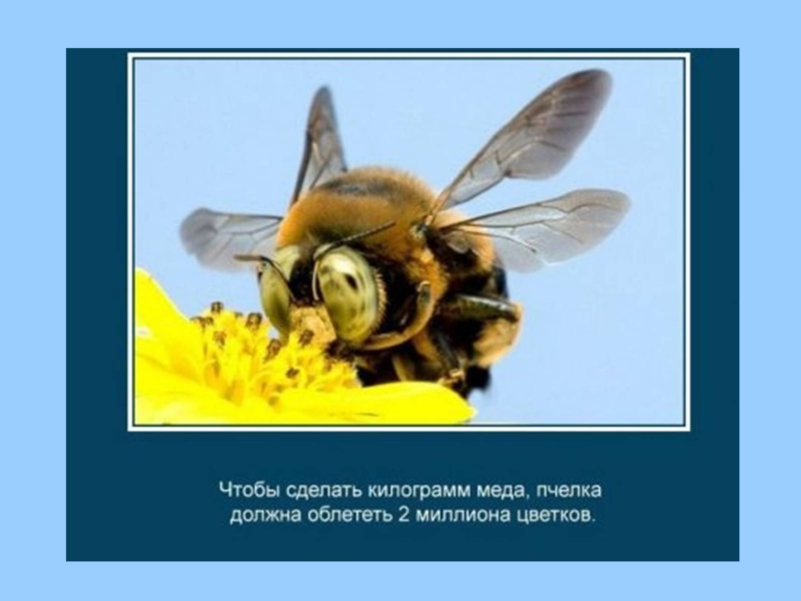 Презентація на тему «Интересные факты из жизни животных» - Слайд #20 Презентація на тему «Интересные факты из жизни животных» - Слайд #20