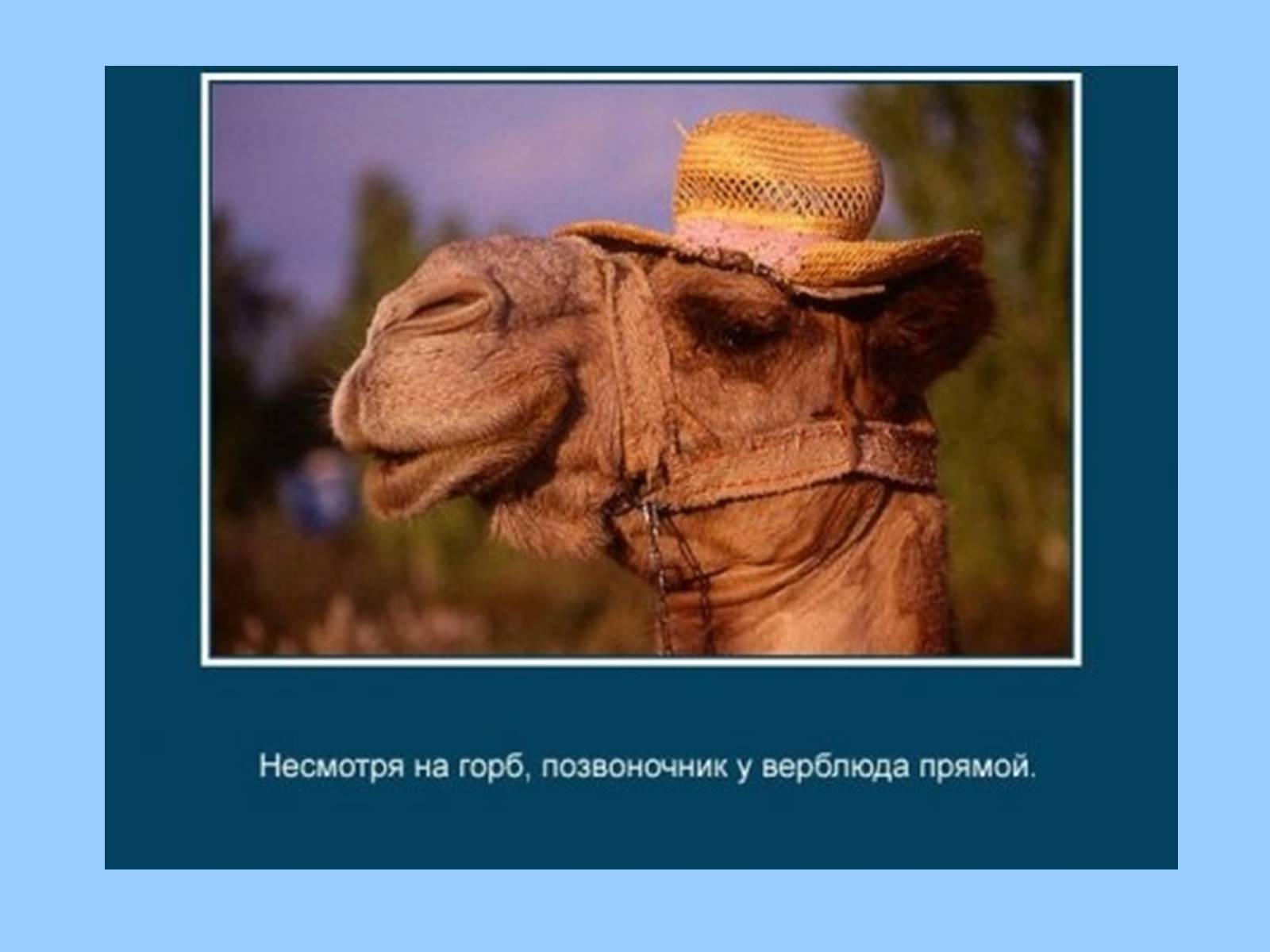 Презентація на тему «Интересные факты из жизни животных» - Слайд #26 Презентація на тему «Интересные факты из жизни животных» - Слайд #26
