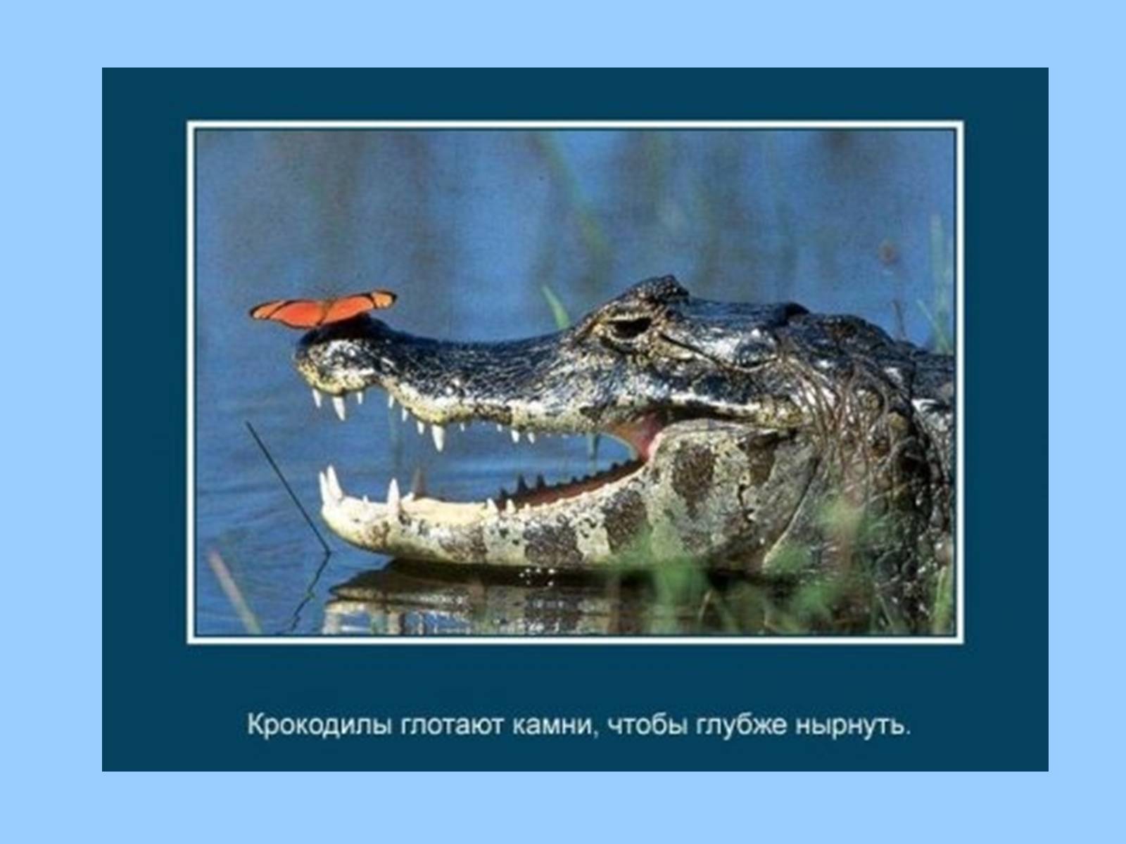 Презентація на тему «Интересные факты из жизни животных» - Слайд #3 Презентація на тему «Интересные факты из жизни животных» - Слайд #3