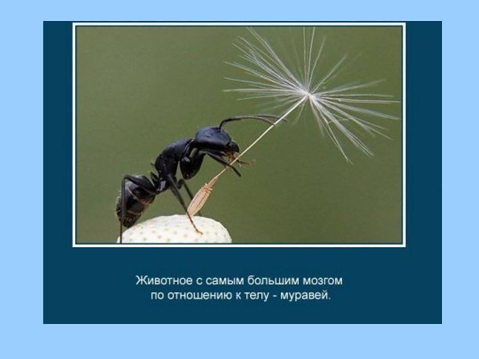 Презентація на тему «Интересные факты из жизни животных» - Слайд #7 Презентація на тему «Интересные факты из жизни животных» - Слайд #7