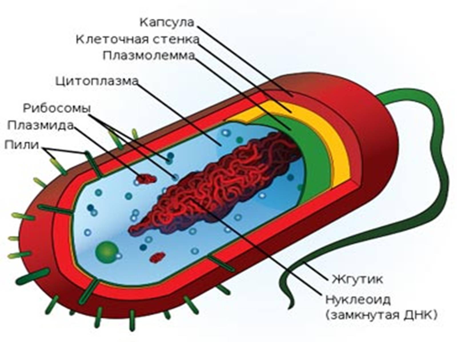 Презентація на тему «Одноклеточные животные или Простейшие» - Слайд #6 Презентація на тему «Одноклеточные животные или Простейшие» - Слайд #6