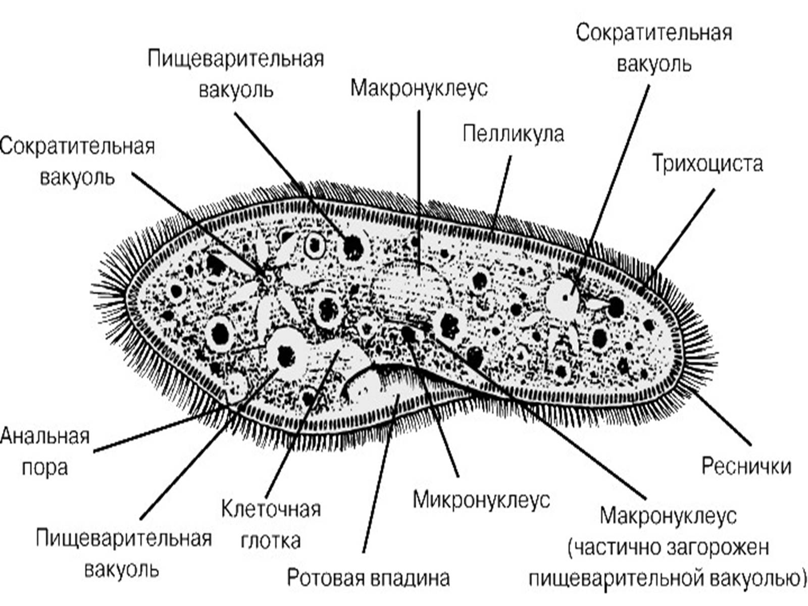 Презентація на тему «Одноклеточные животные или Простейшие» - Слайд #8 Презентація на тему «Одноклеточные животные или Простейшие» - Слайд #8