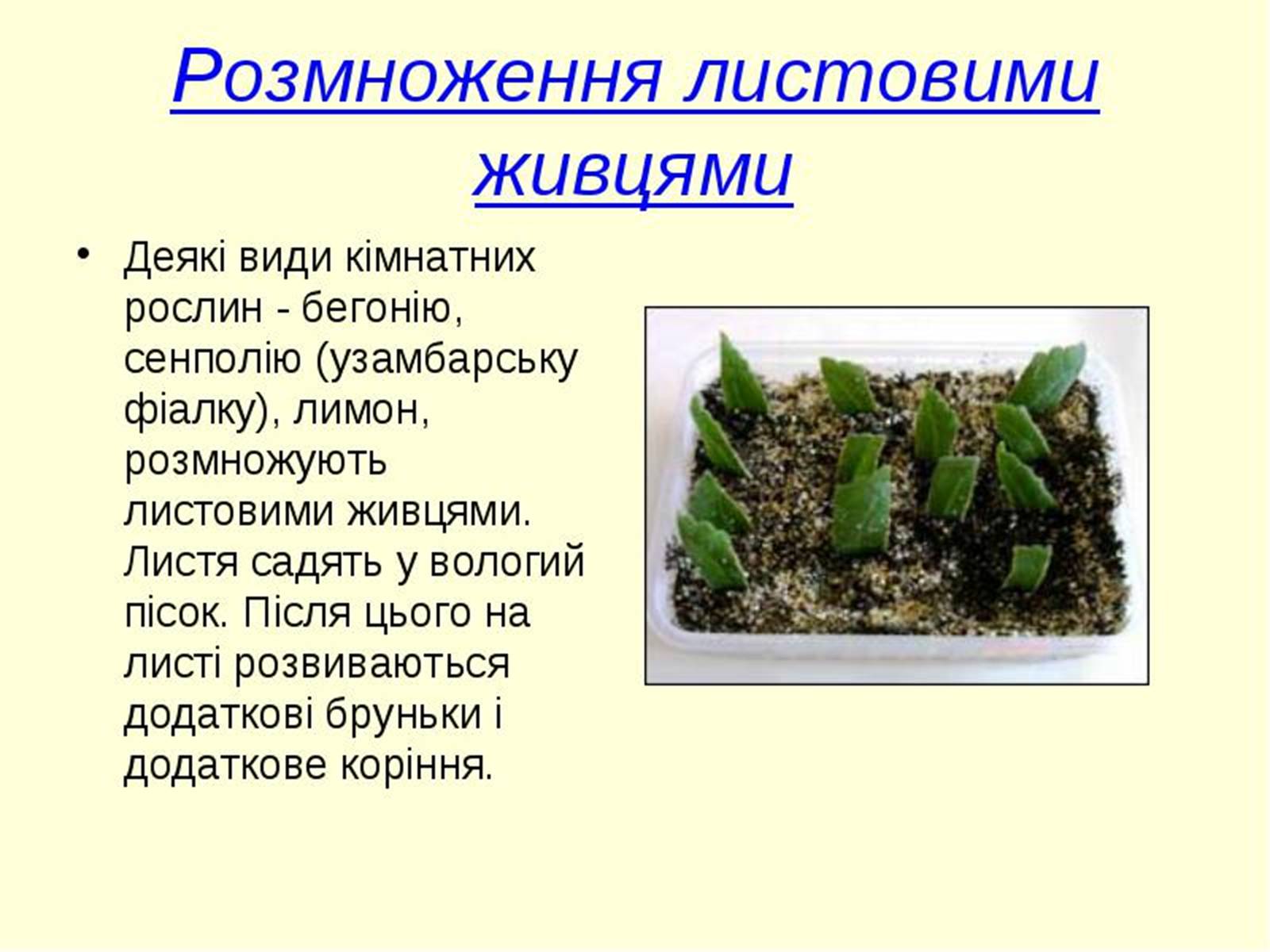Презентація на тему «Вегетативне розмноження рослин» - Слайд #10 Презентація на тему «Вегетативне розмноження рослин» - Слайд #10