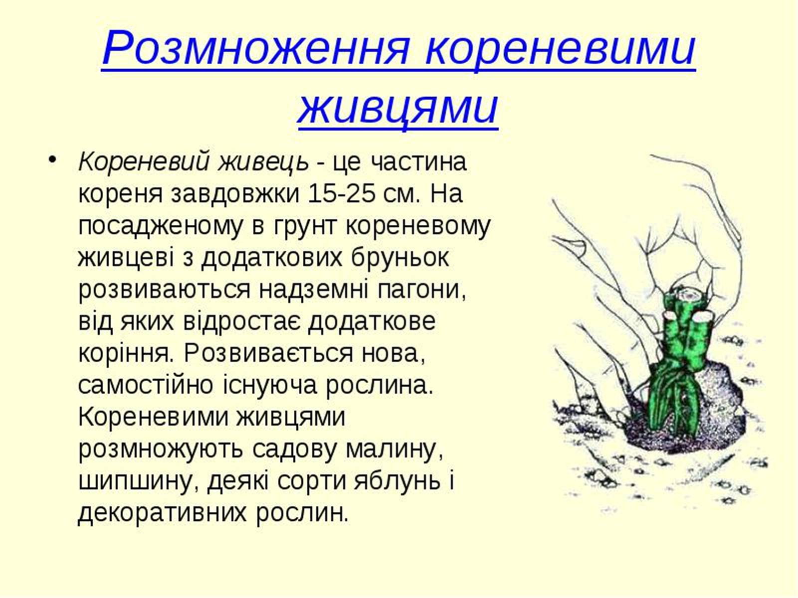 Презентація на тему «Вегетативне розмноження рослин» - Слайд #11 Презентація на тему «Вегетативне розмноження рослин» - Слайд #11