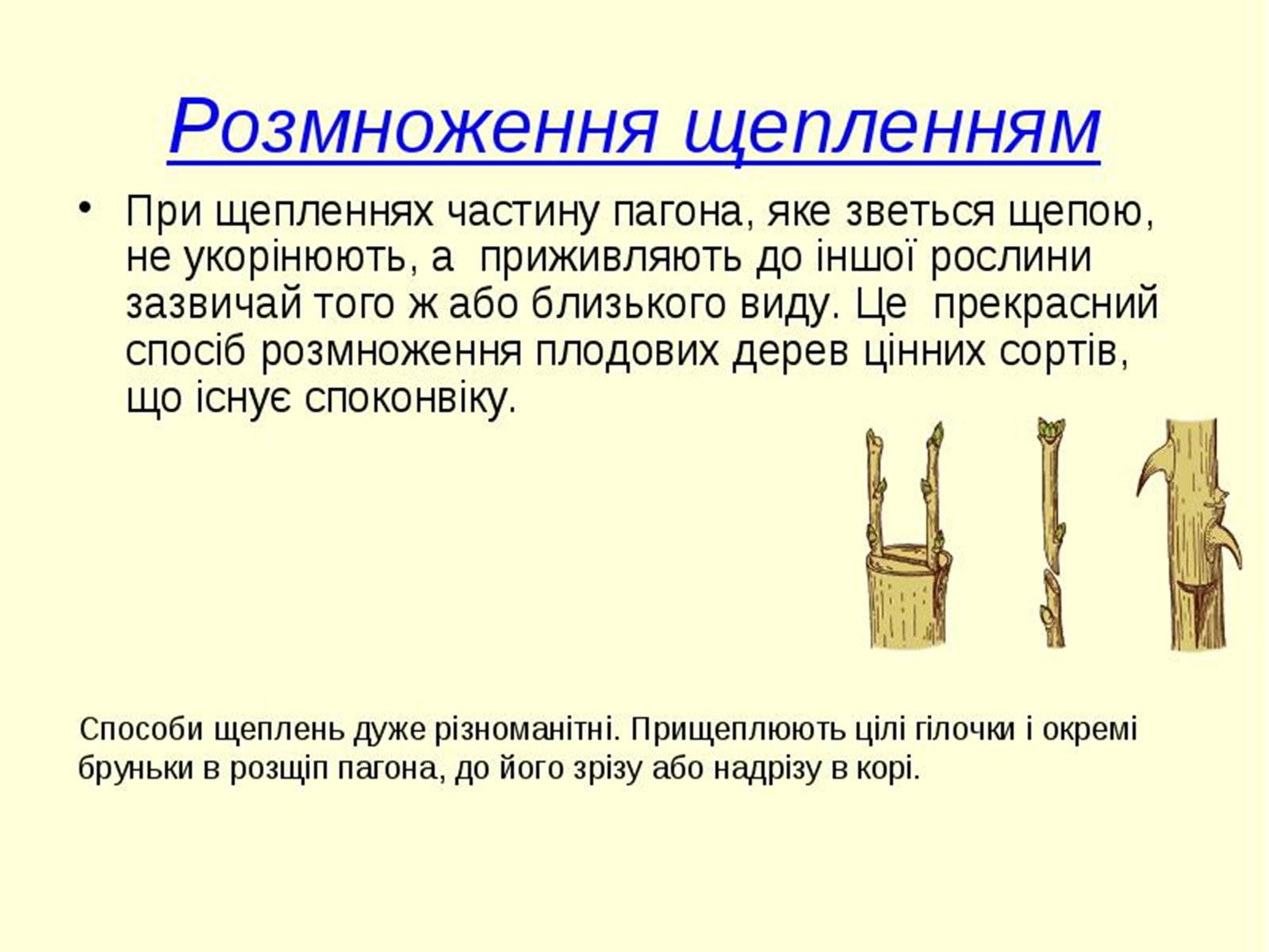 Презентація на тему «Вегетативне розмноження рослин» - Слайд #12 Презентація на тему «Вегетативне розмноження рослин» - Слайд #12